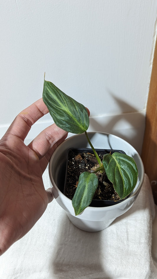 Philodendron Gloriosum Silver (PHI-317)