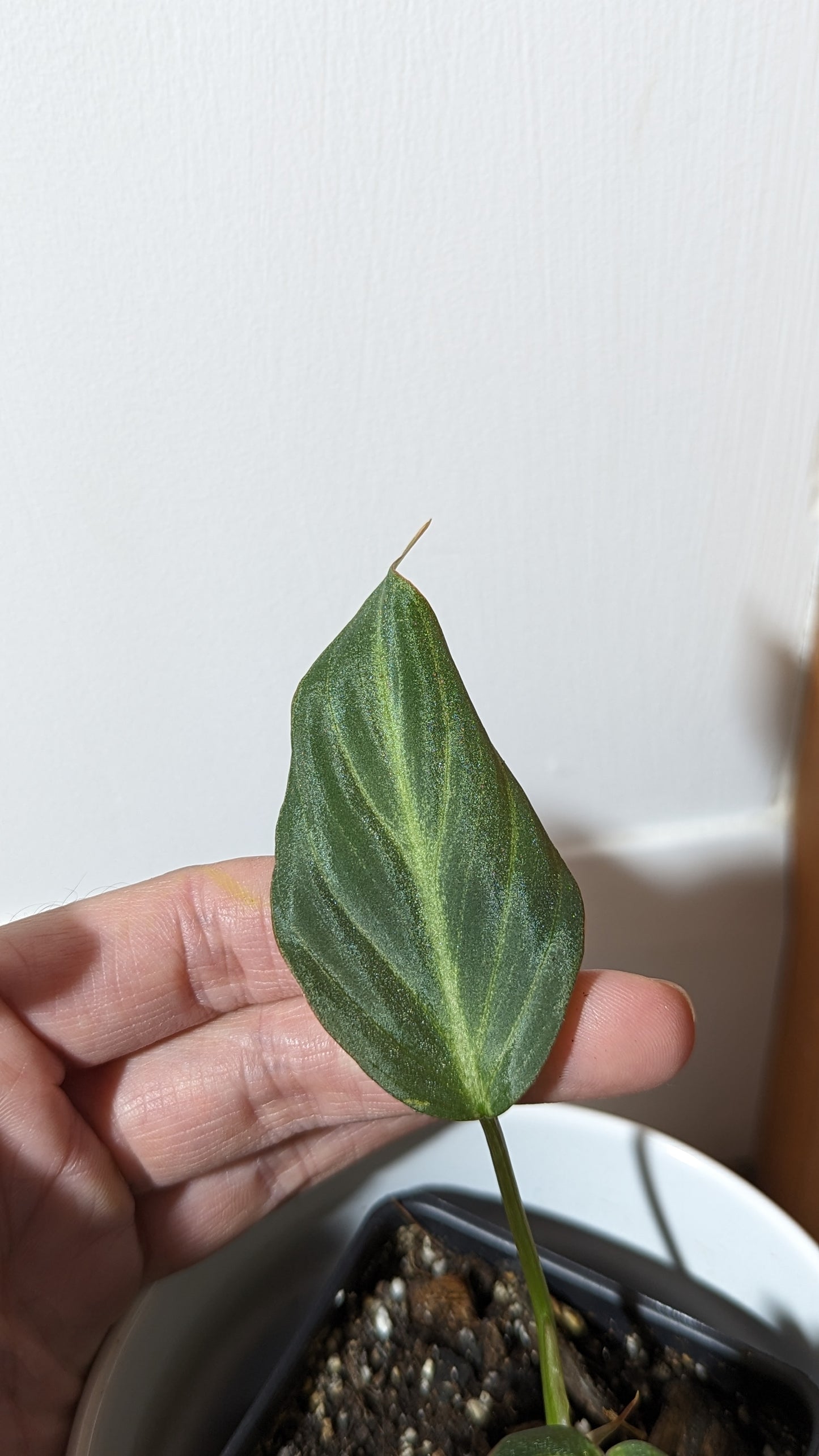 Philodendron Gloriosum Silver (PHI-317)