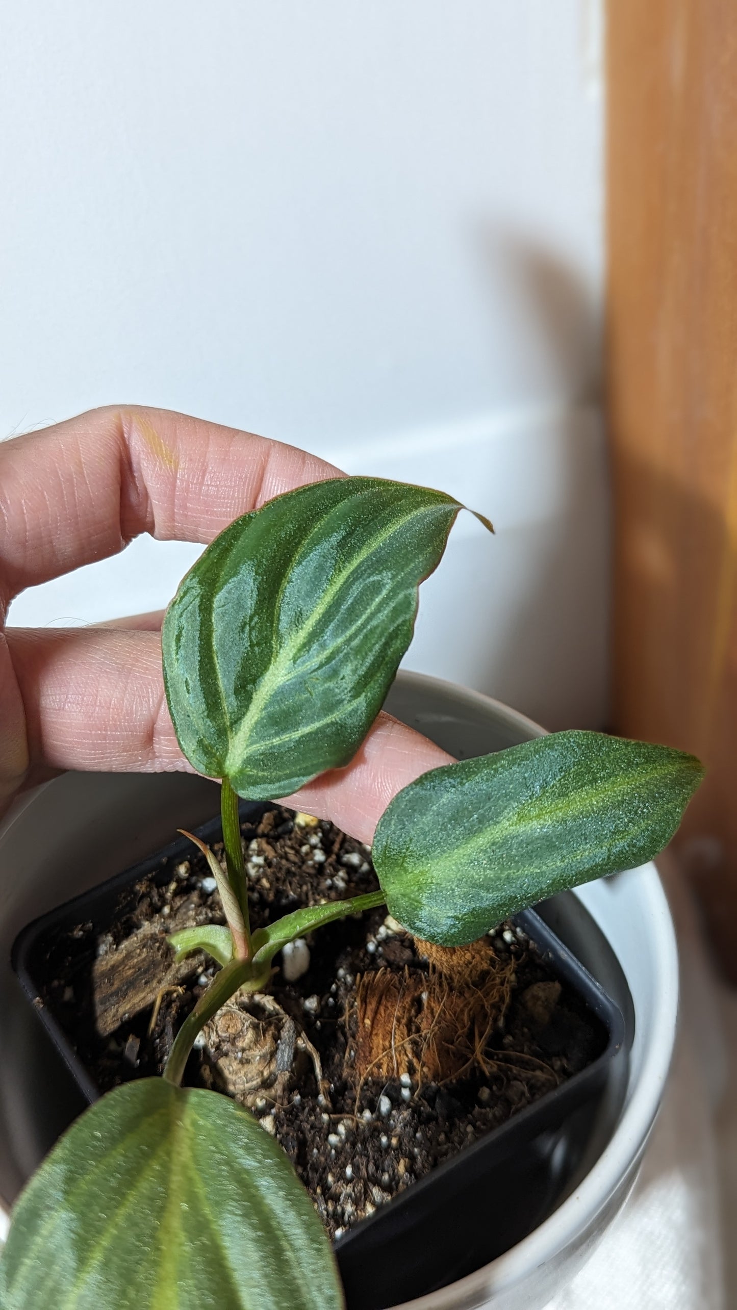 Philodendron Gloriosum Silver (PHI-317)