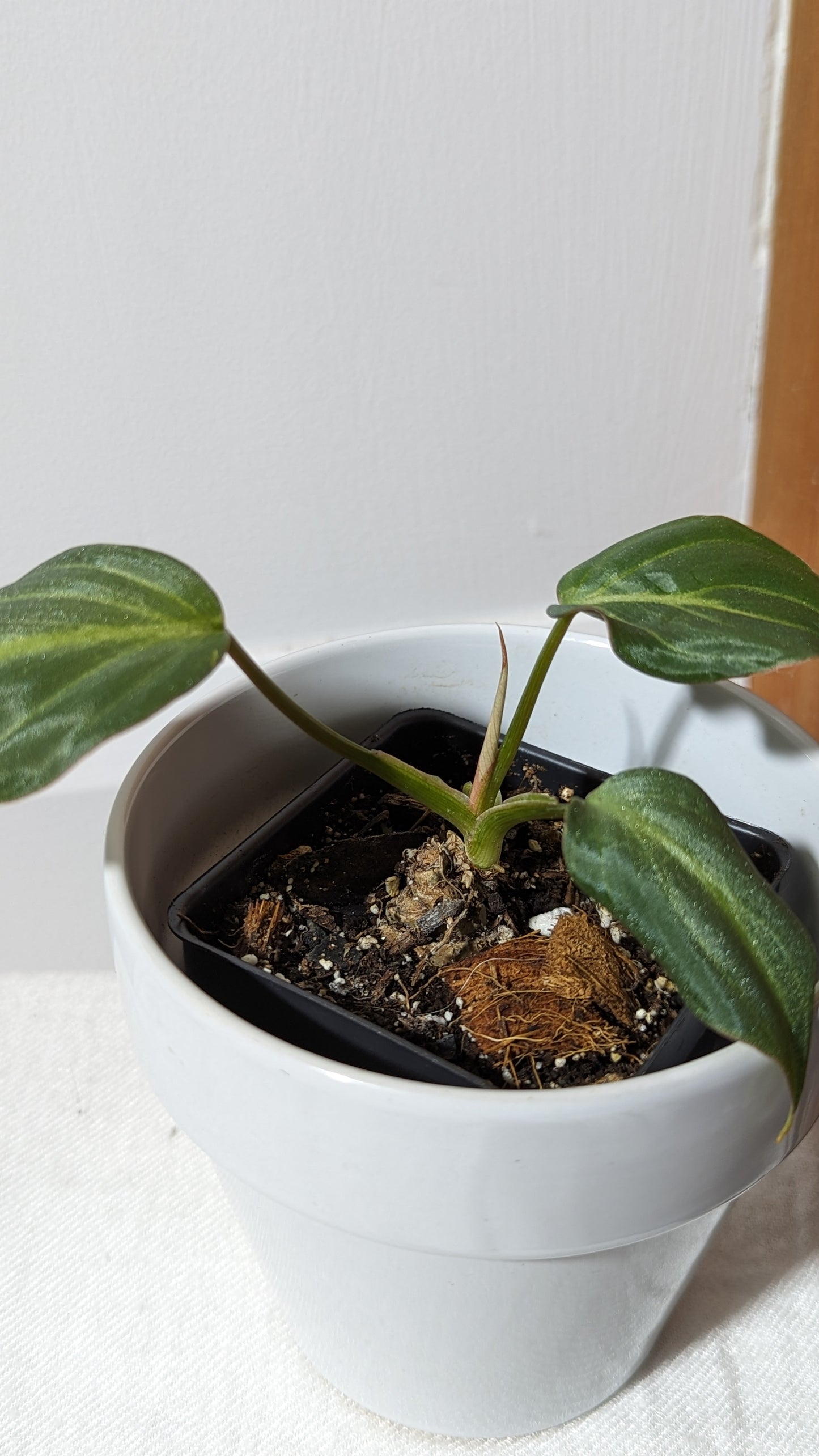 Philodendron Gloriosum Silver (PHI-317)