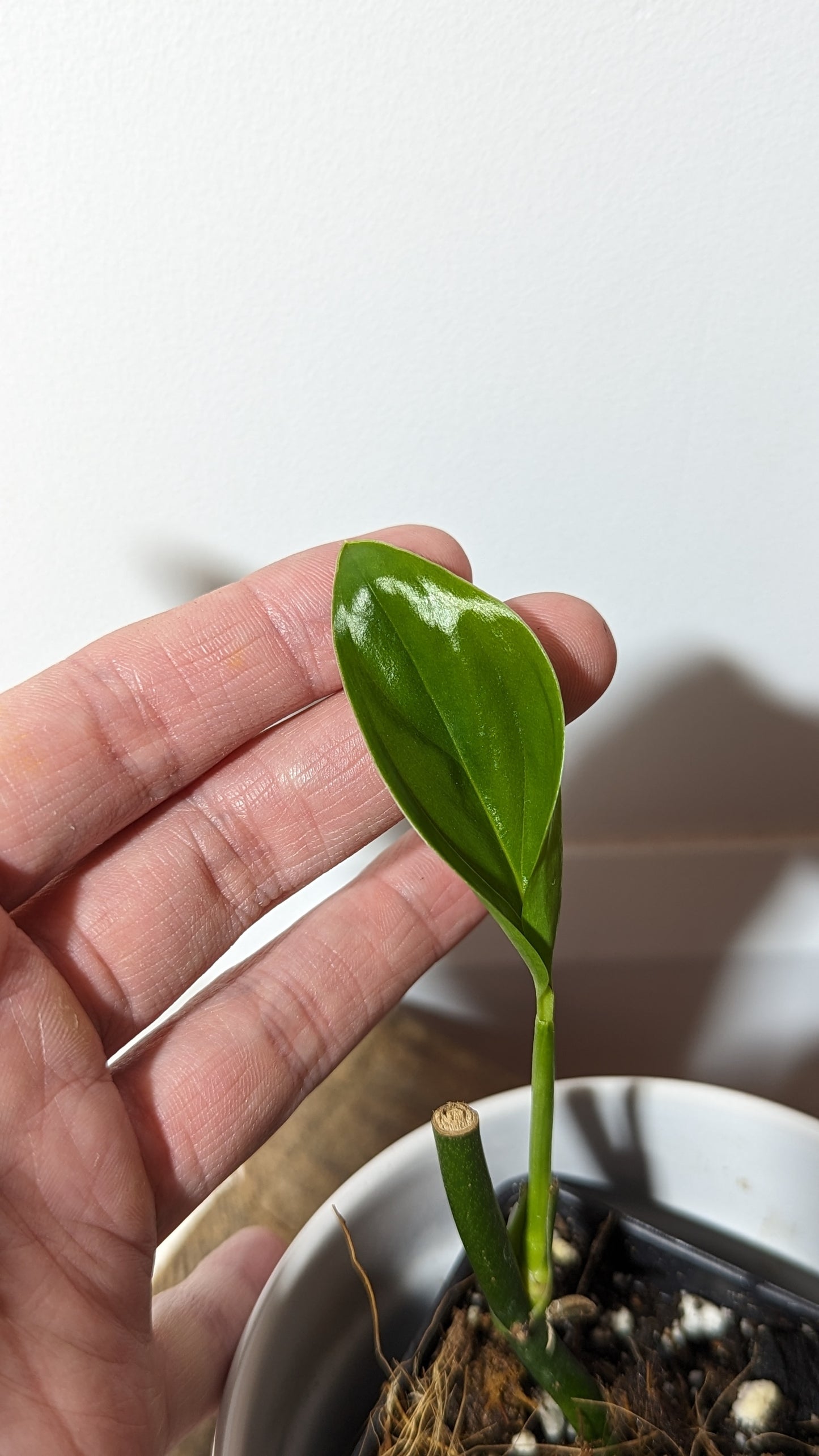 Monstera Lechleriana (MON-101)