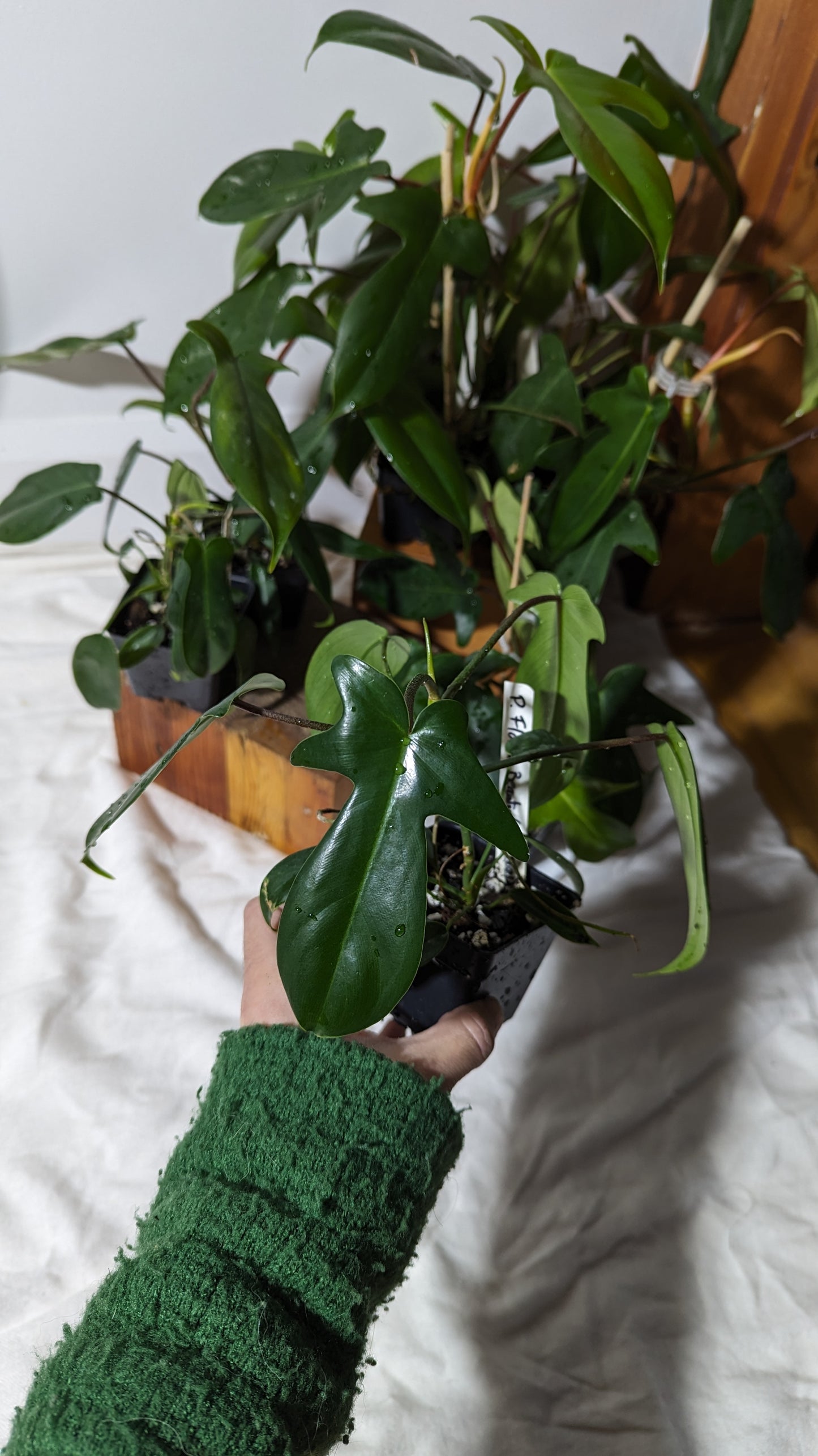 "FREEBIE" (avec achat de 30$ avant taxes) Philodendron Florida Beauty "TC/REVERT"                          1 FREEBIEPERSONNE