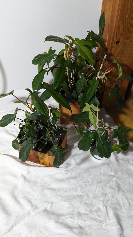 "FREEBIE" (with purchase of $30 before taxes) Philodendron Florida Beauty "TC/REVERT"