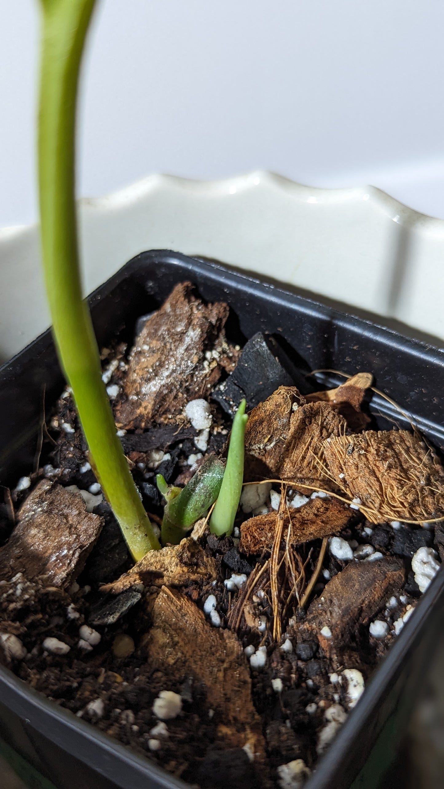 Monstera Obliqua Aff Amazonica (MON-067)