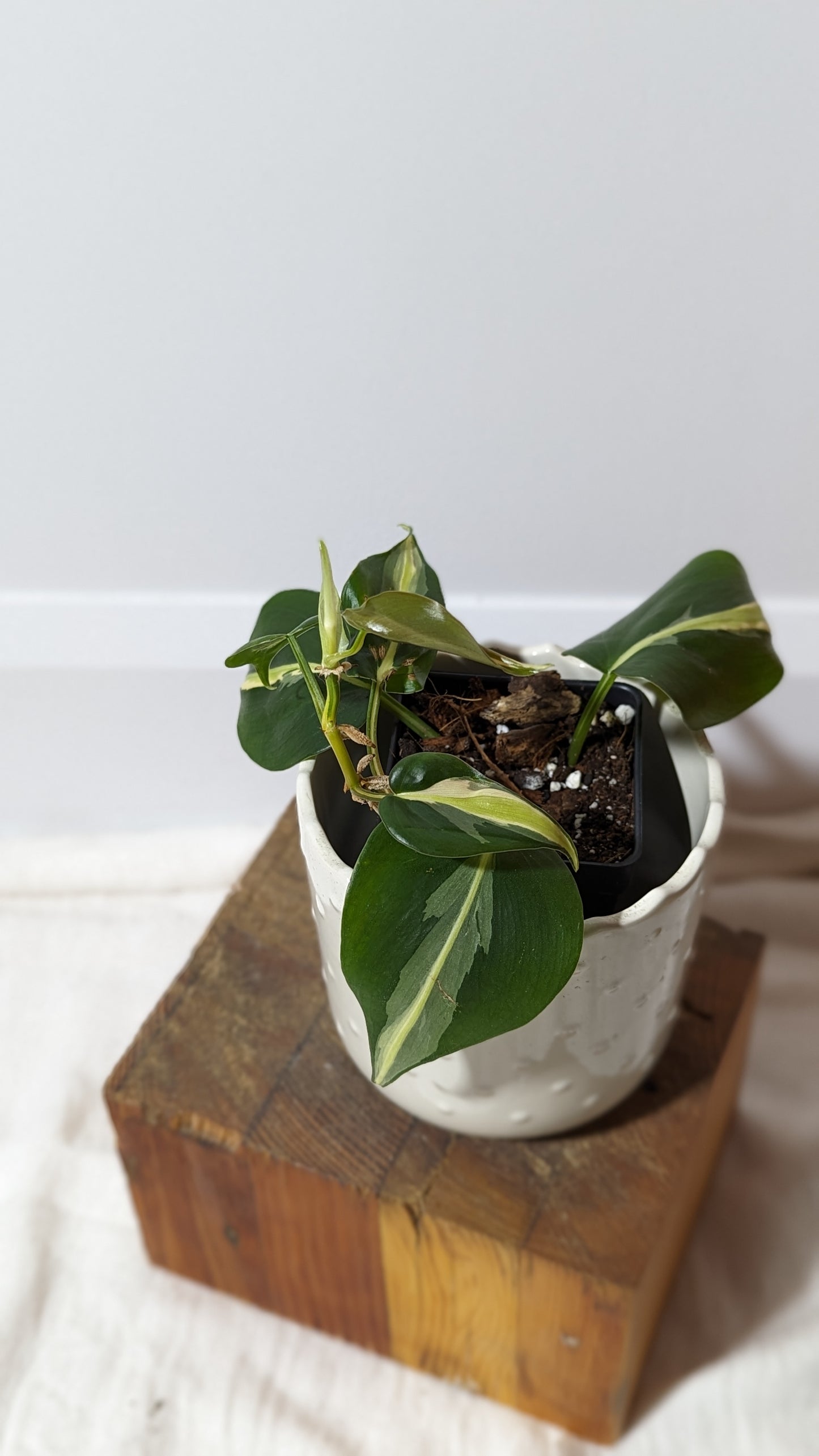 Philodendron Hederaceum Silver Stripe (PHI-283)