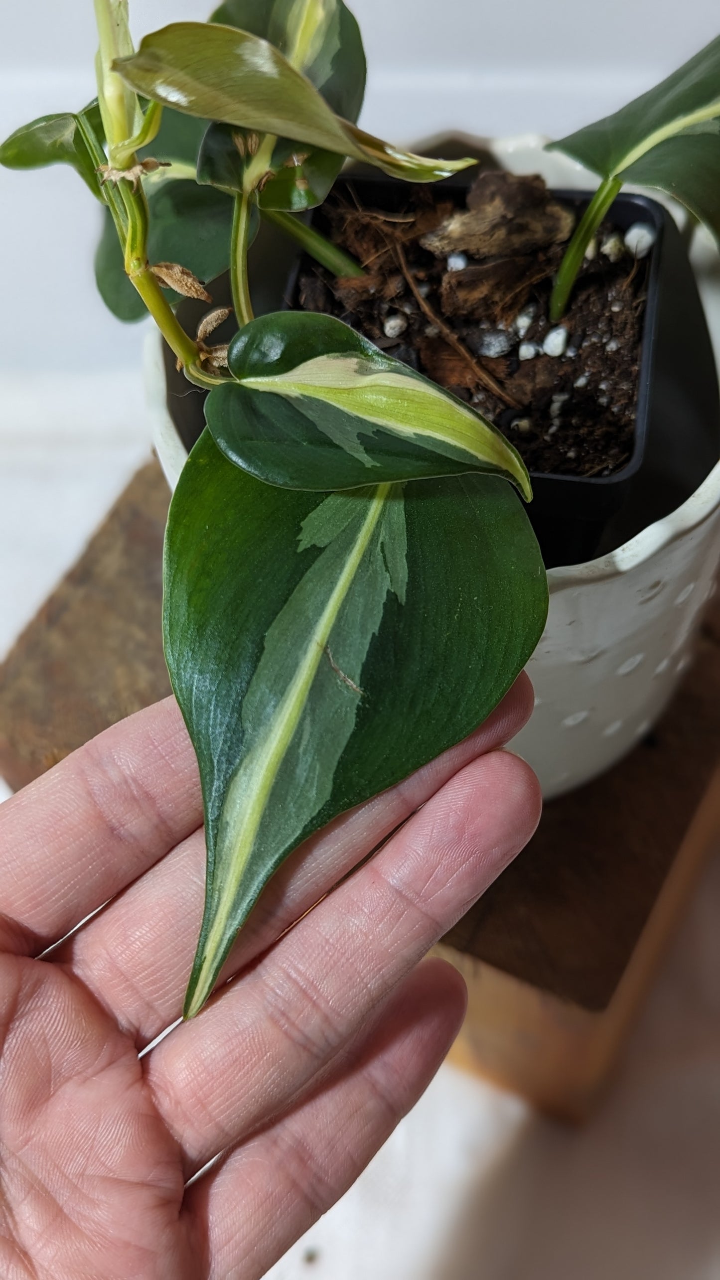 Philodendron Hederaceum Silver Stripe (PHI-283)