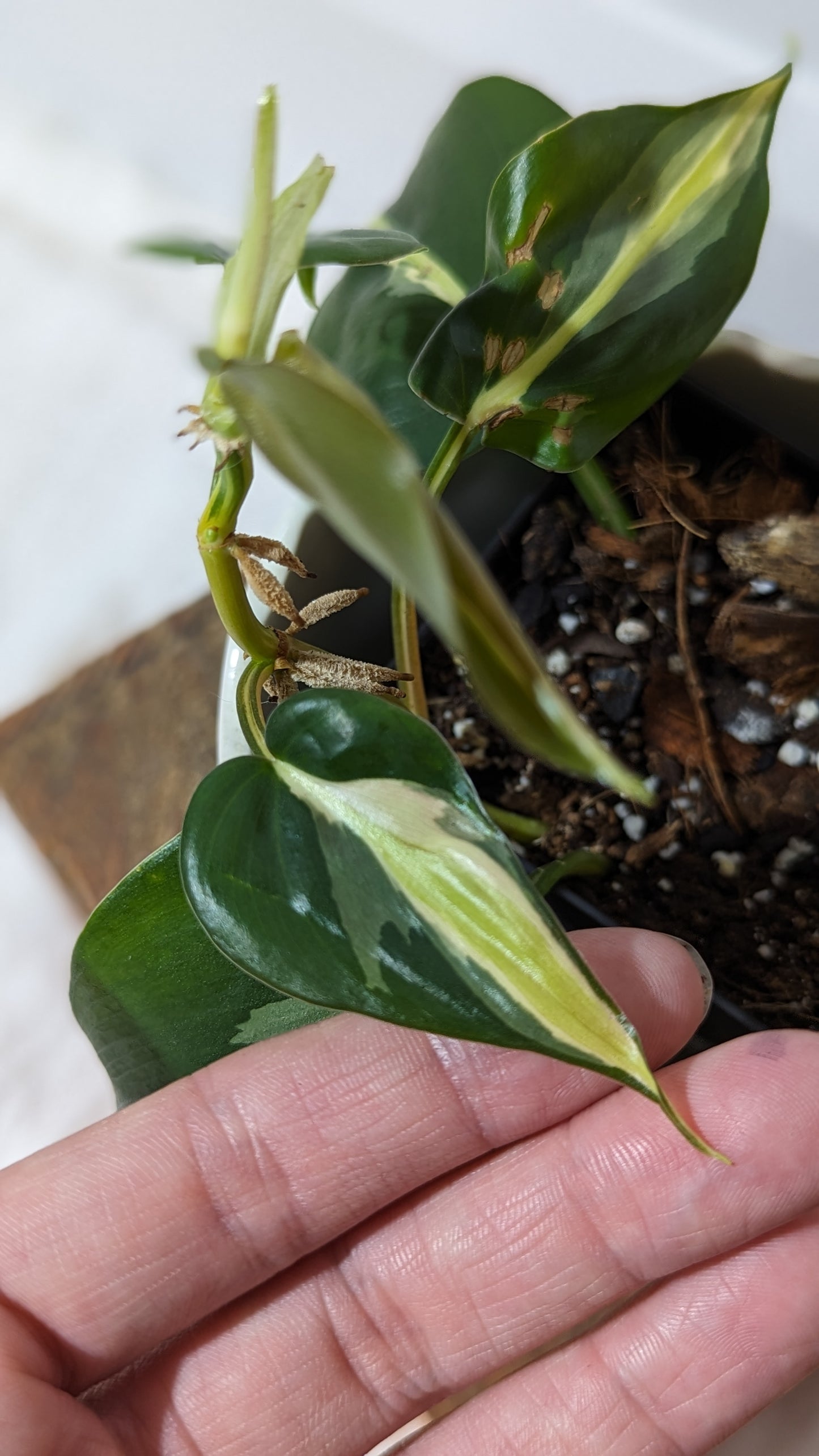 Philodendron Hederaceum Silver Stripe (PHI-283)