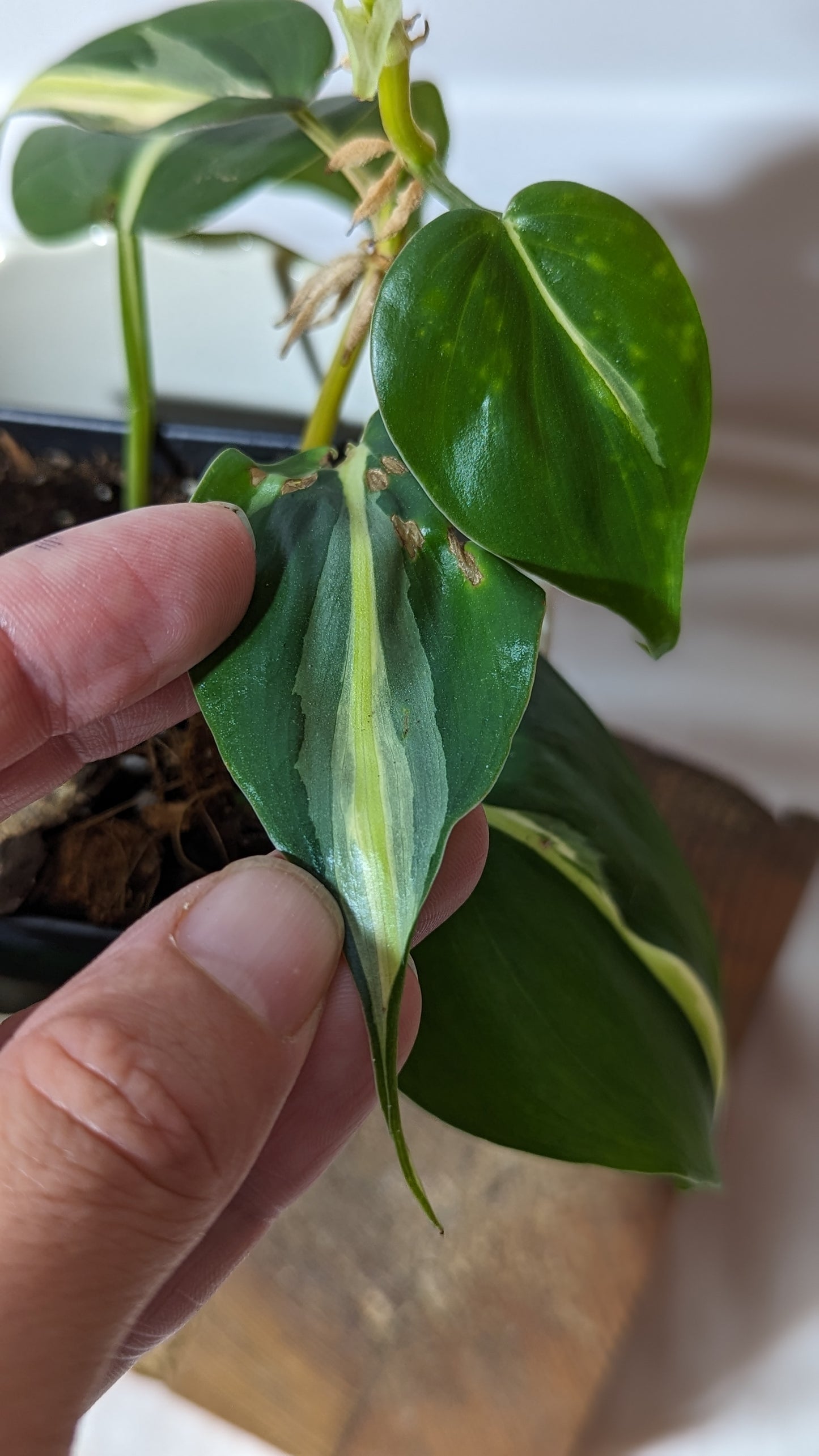 Philodendron Hederaceum Silver Stripe (PHI-283)