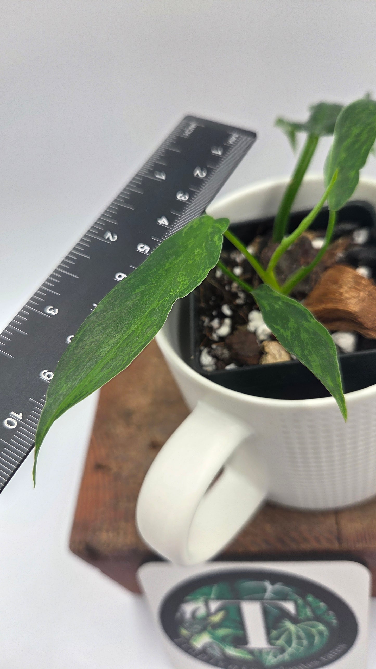 Philodendron Lime fiddle/ Minarum (PHI-1066)
