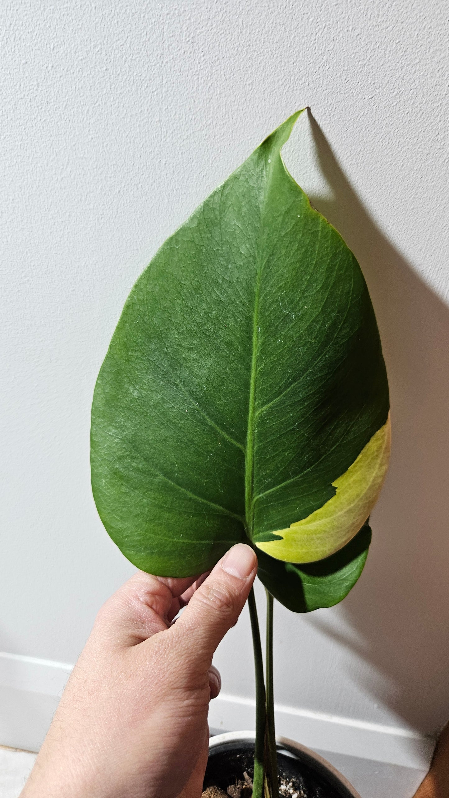 Monstera Aurea (MON-364)