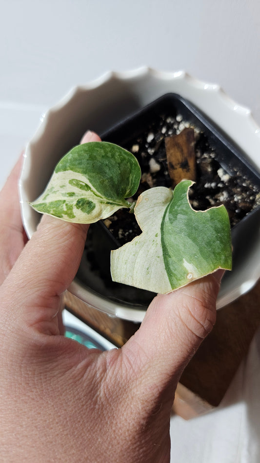 Scindapsus Salamount (SCI-719)