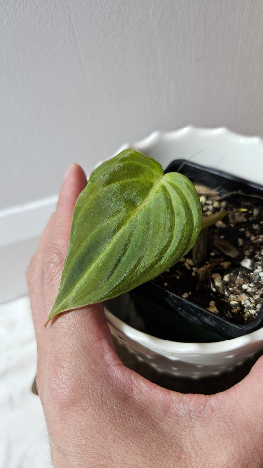 Philodendron Glorious (PHI-150)