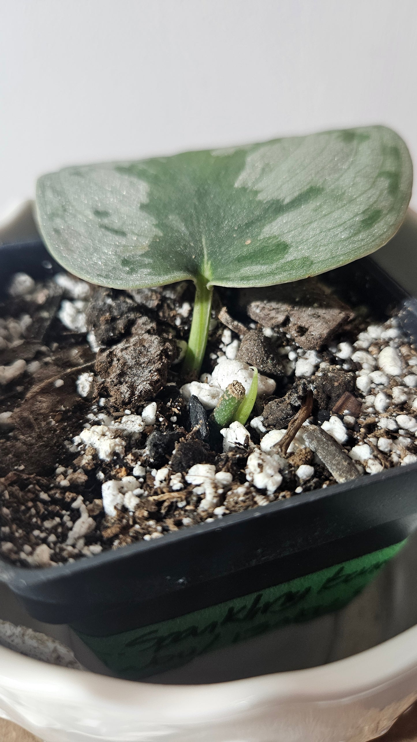 Scindapsus Sparkling Bornéo (SCI-924)