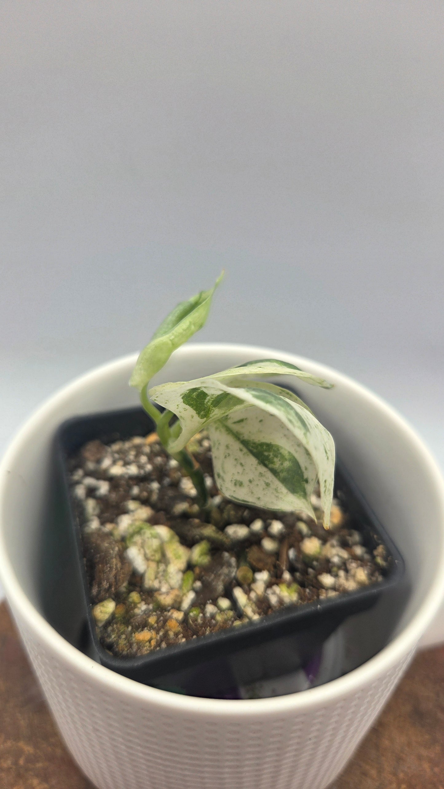 Scindapsus Satin Hapmun/Halimun (SCI-921)