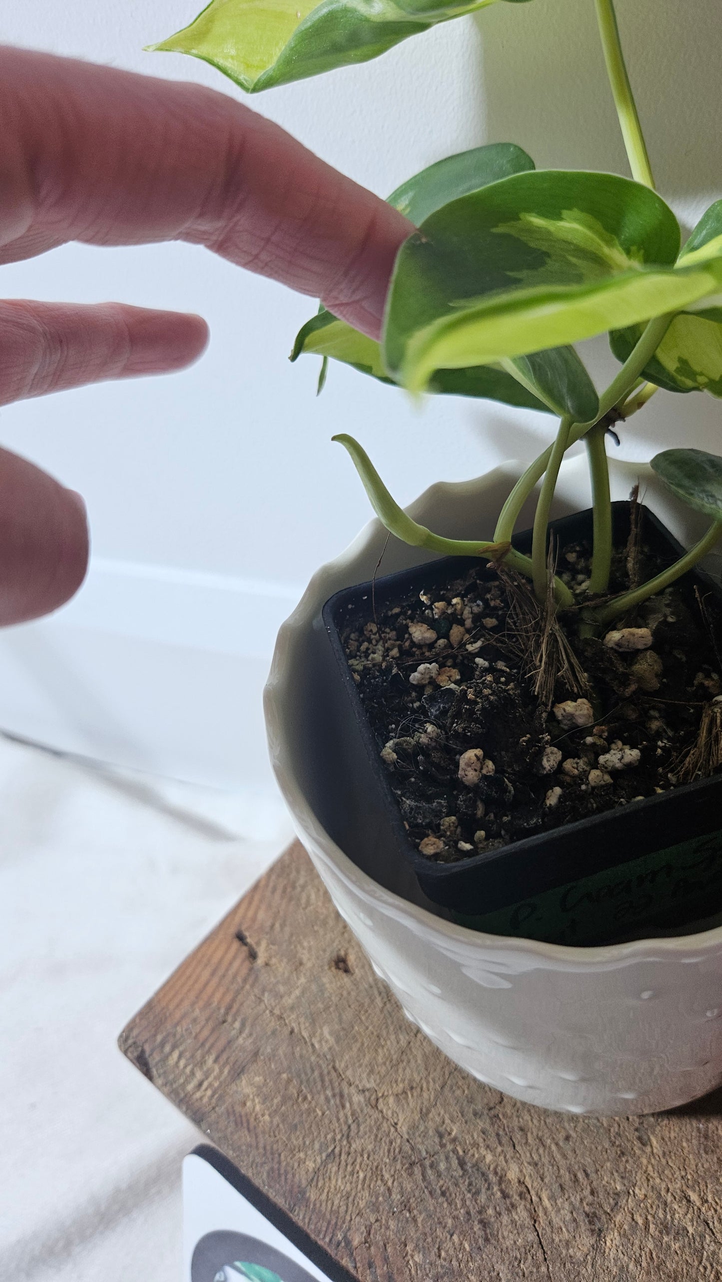 Philodendron Hederaceum Cream Splash (PHI-729)