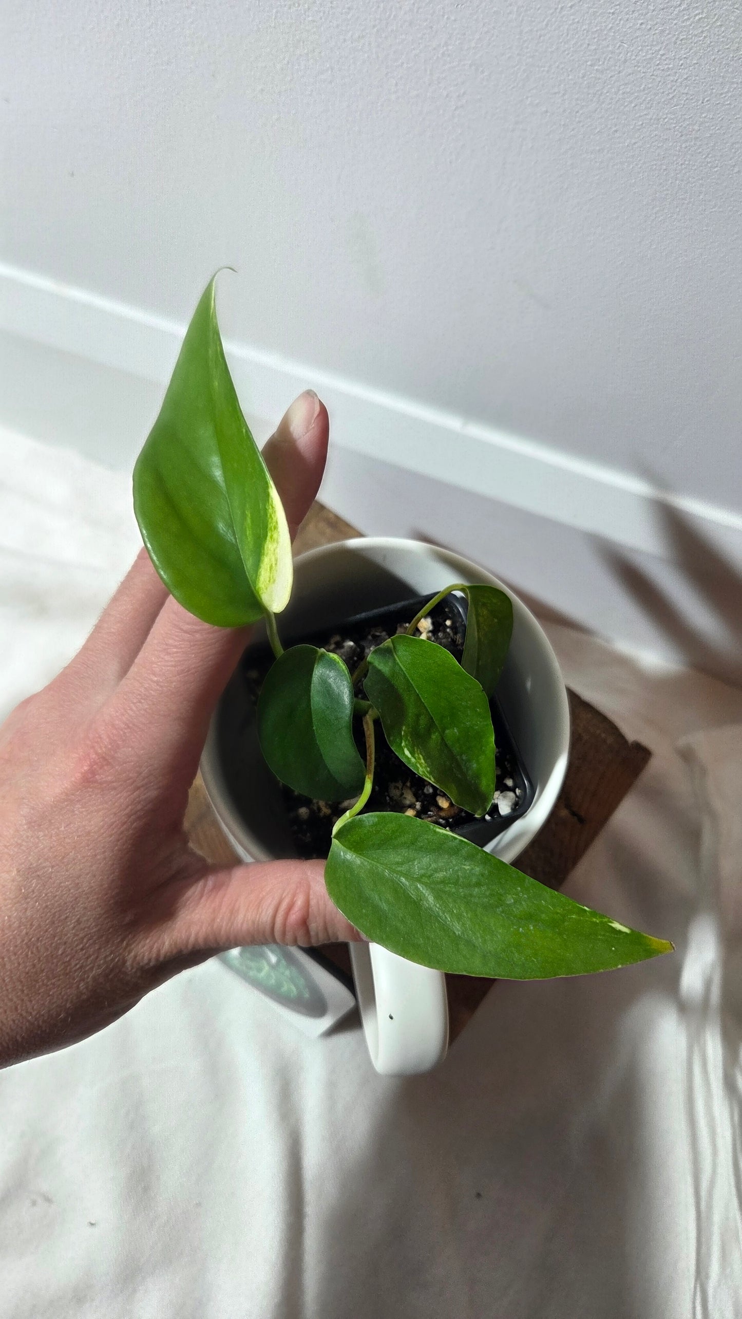 Epipremnum pinnatum Yellow Sunrise (EPI-234)