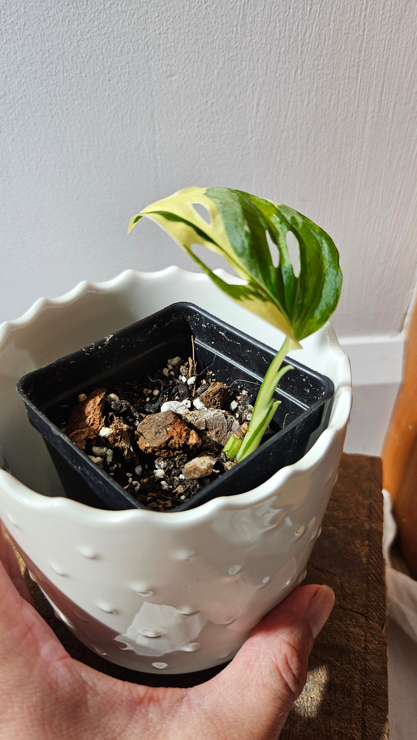 Monstera Andasonii Tricolore (MON-453)