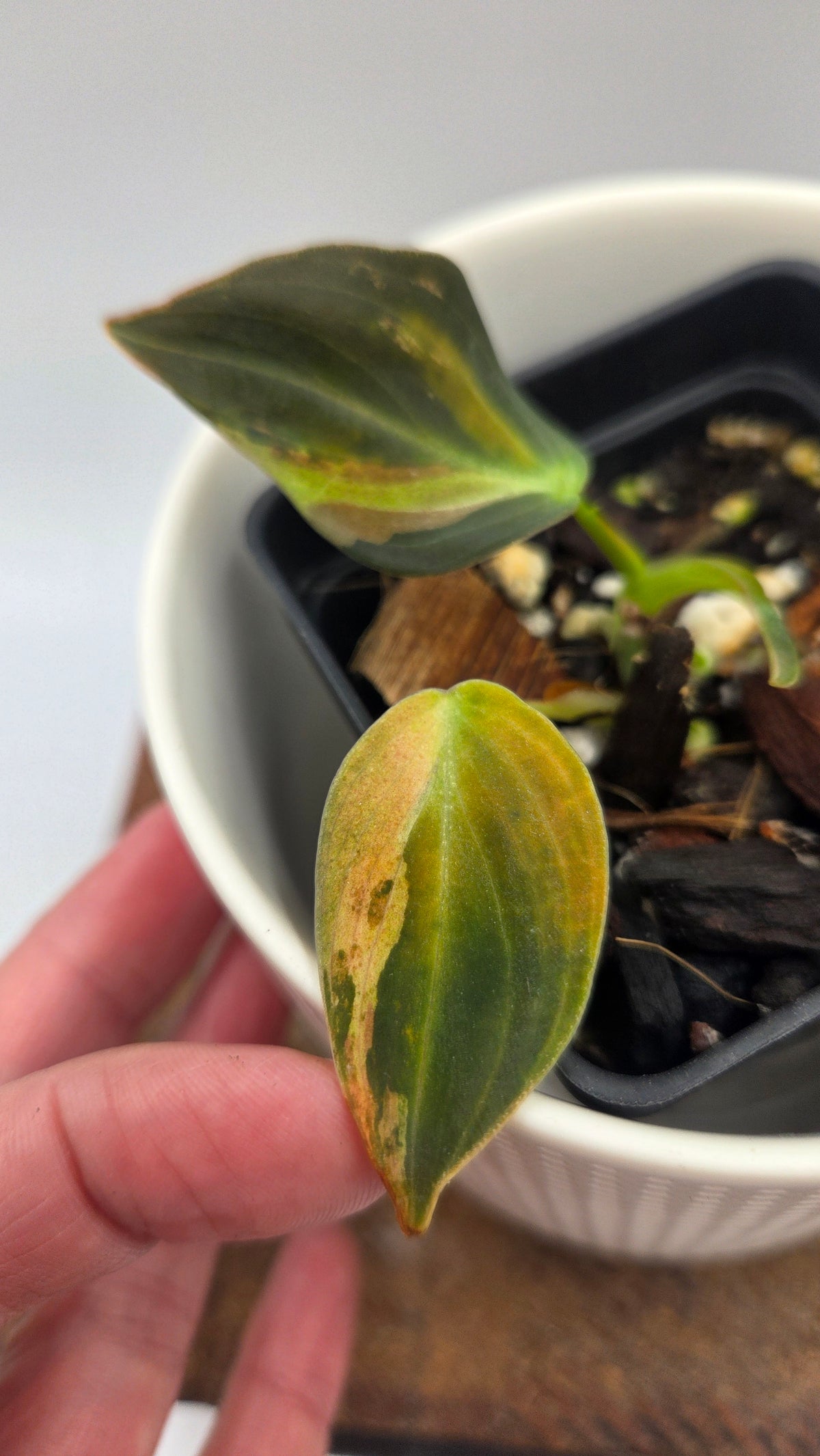 Philodendron Melanochrysum Variegata (PHI-1085)
