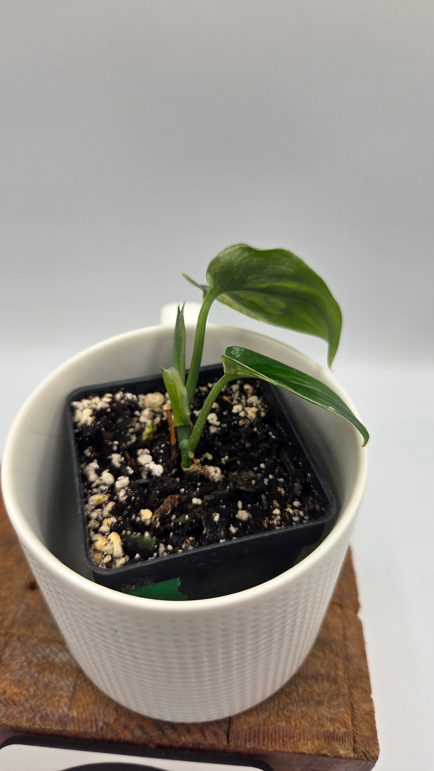 Scindapsus Jade Satin Albo (SCI-712)