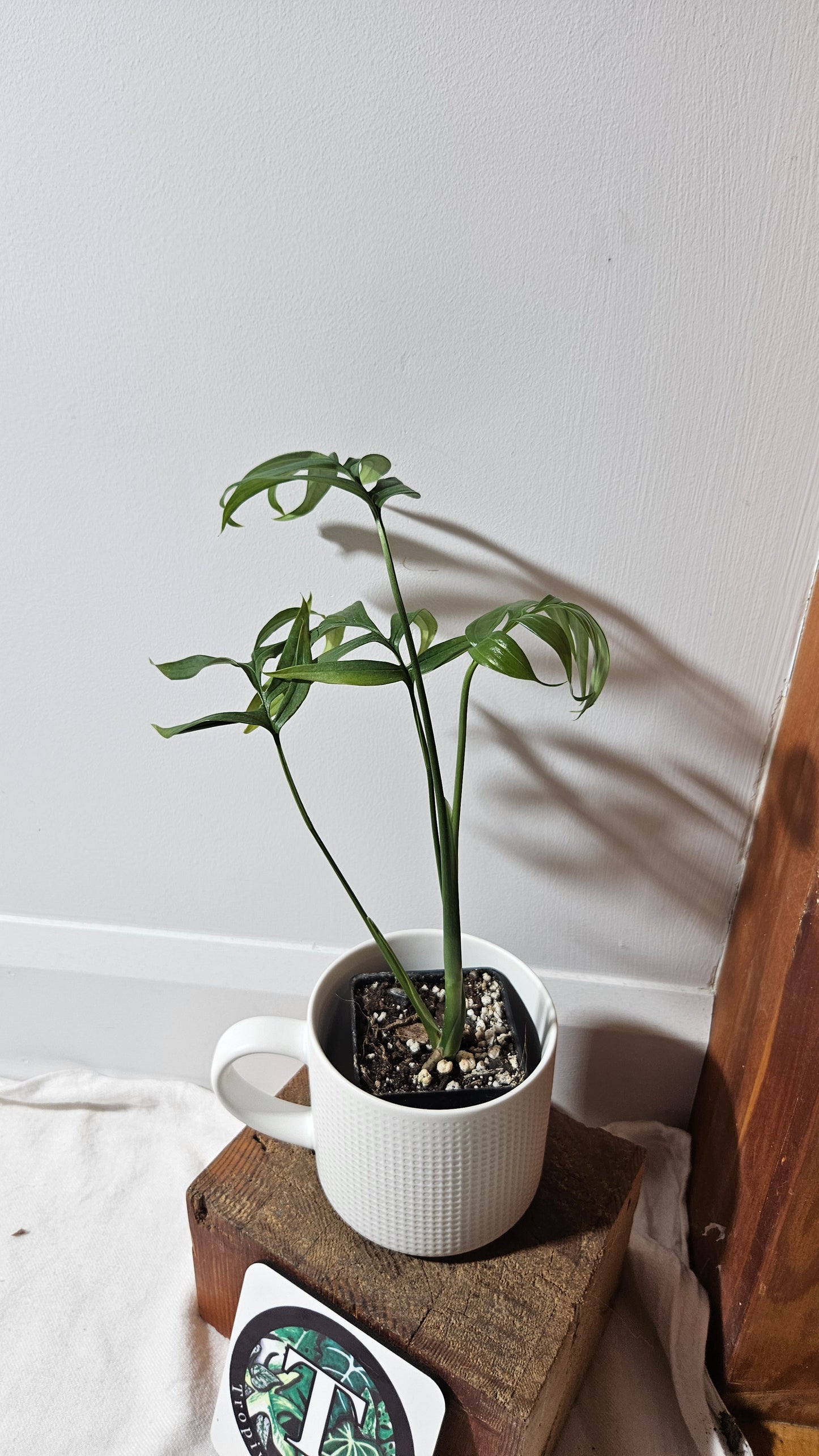 Monstera Subpinnata (MON-203)