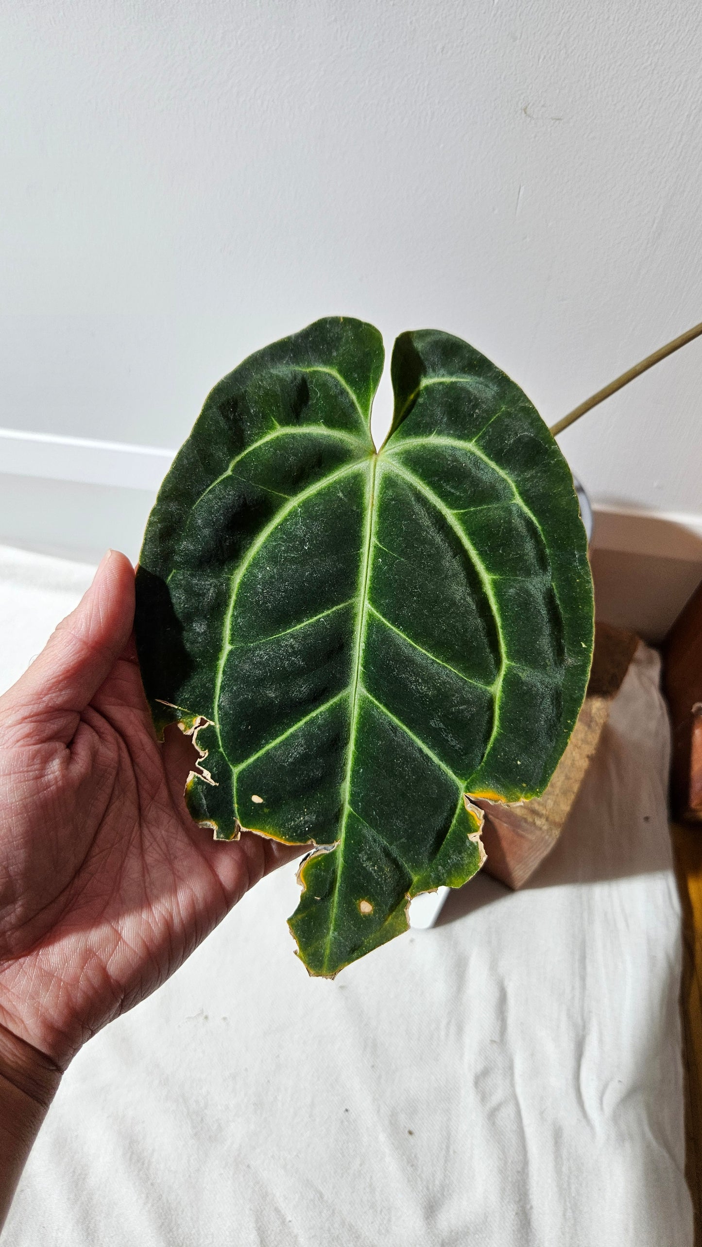Anthurium Besseae Aff Super Round "MEDIUM Format" (ANT-207)