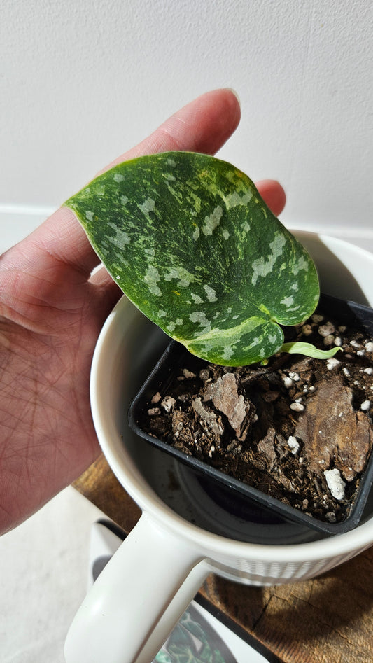 Scindapsus White Crocodile (SCI-1344)