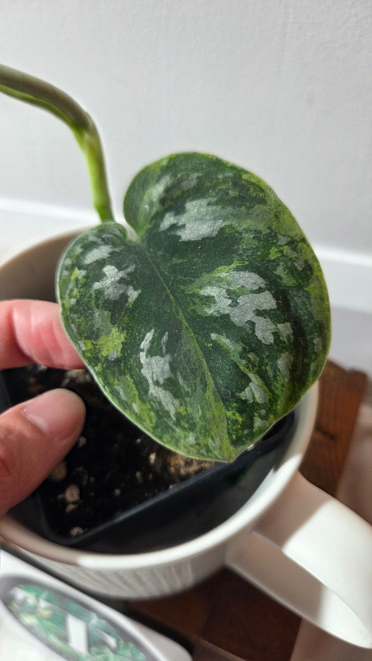 Scindapsus Argyraeus Nebula (SCI-1391)