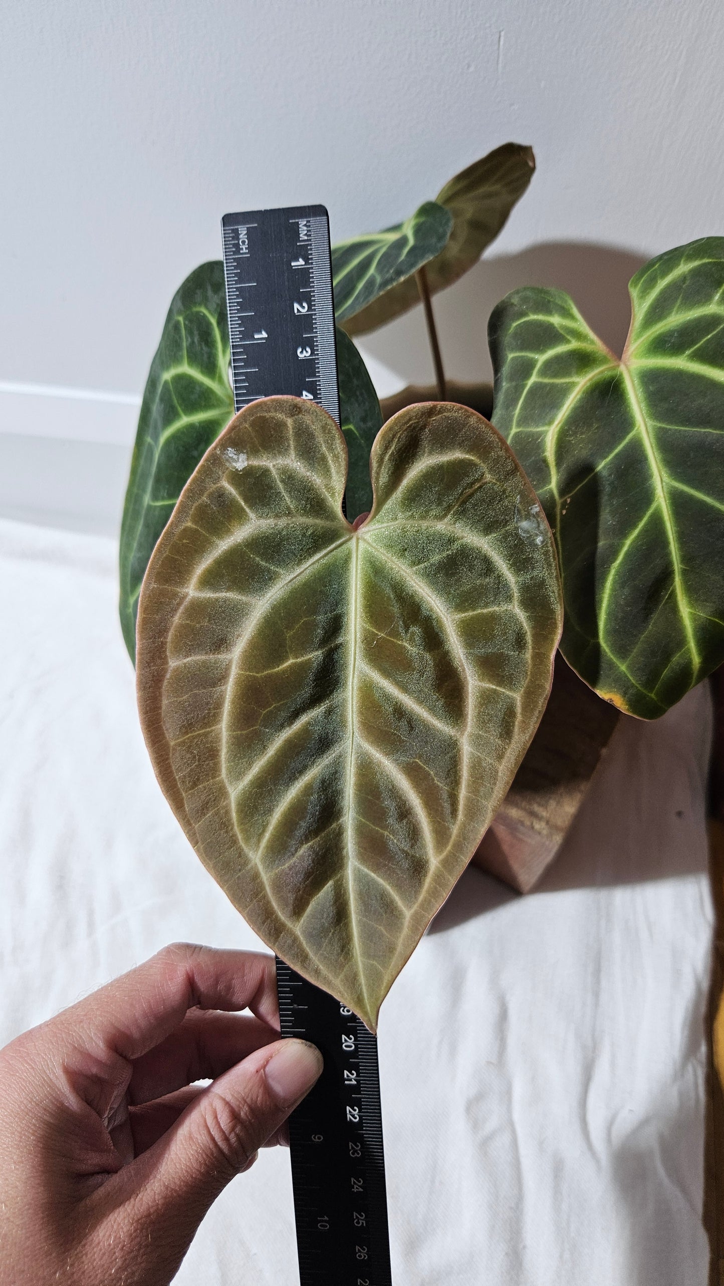 Anthurium Besseae Aff Velvet "Format MOYEN" (ANT-270)
