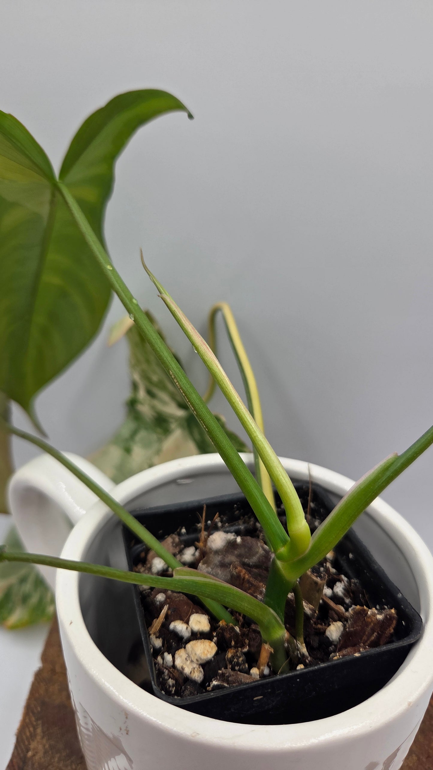 Philodendron Paradise Beauty (FloridaBeautyXParaiso Verde)(PHI-1025)