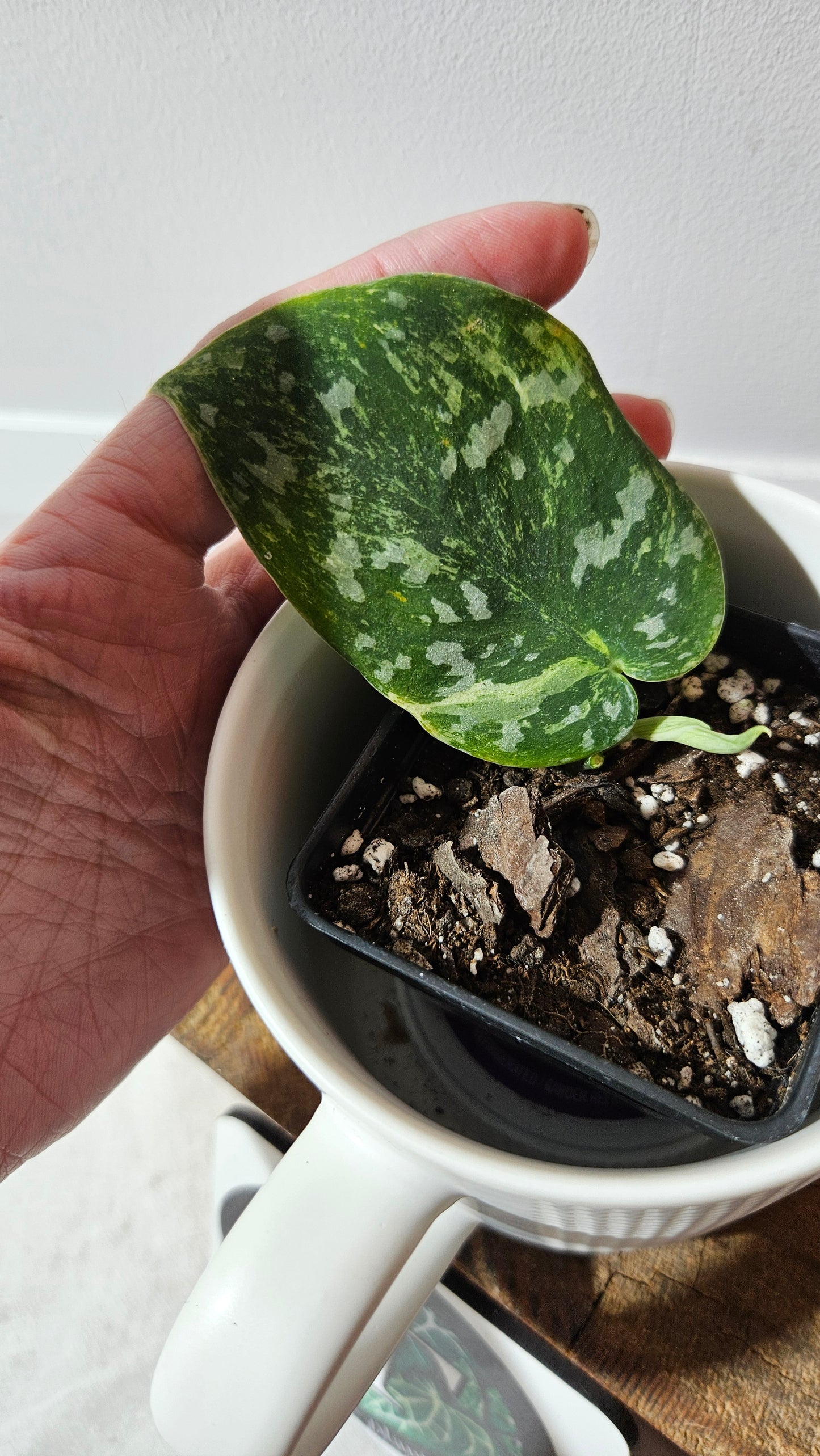 Scindapsus White Crocodile (SCI-1344)