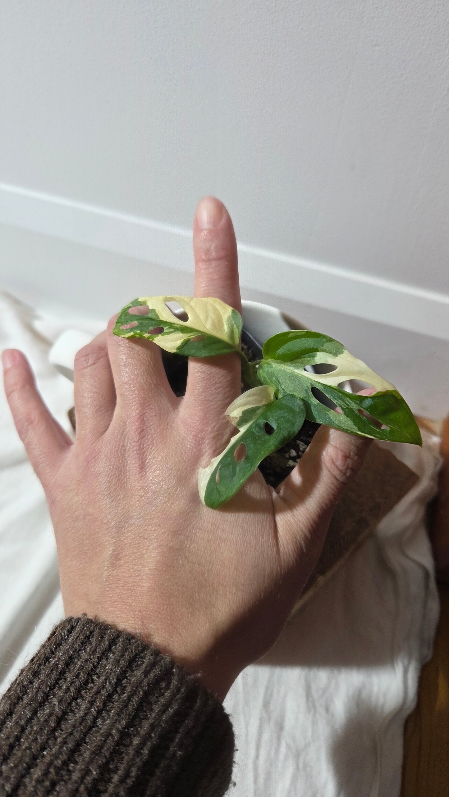 Monstera Andasonii Tricolore (MON-491)