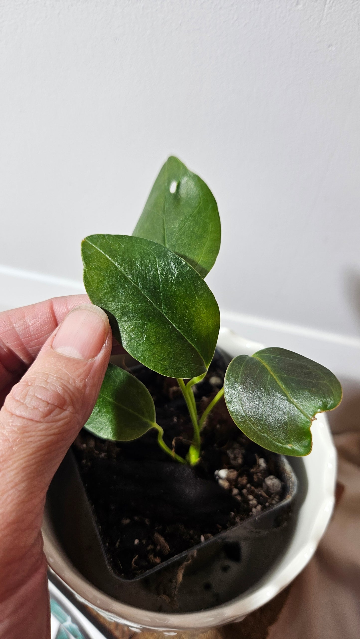 Anthurium Lingua "Format PETIT" (ANT-210)