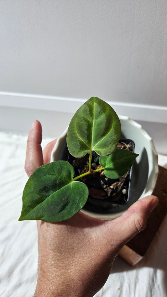 Anthurium Dressleri "format PETIT" (ANT-589)