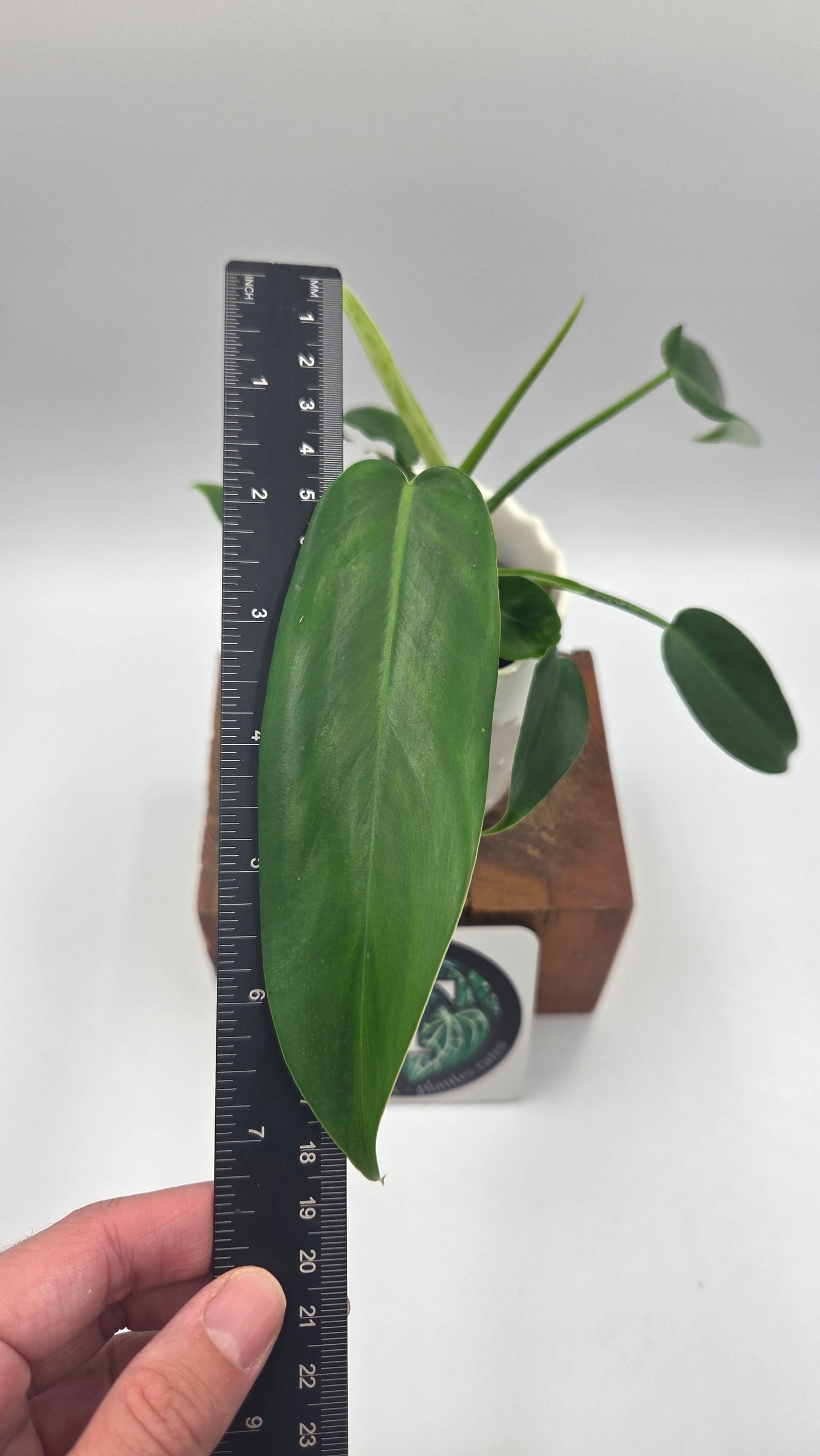 Philodendron Jerryhorne (PHI-1035)