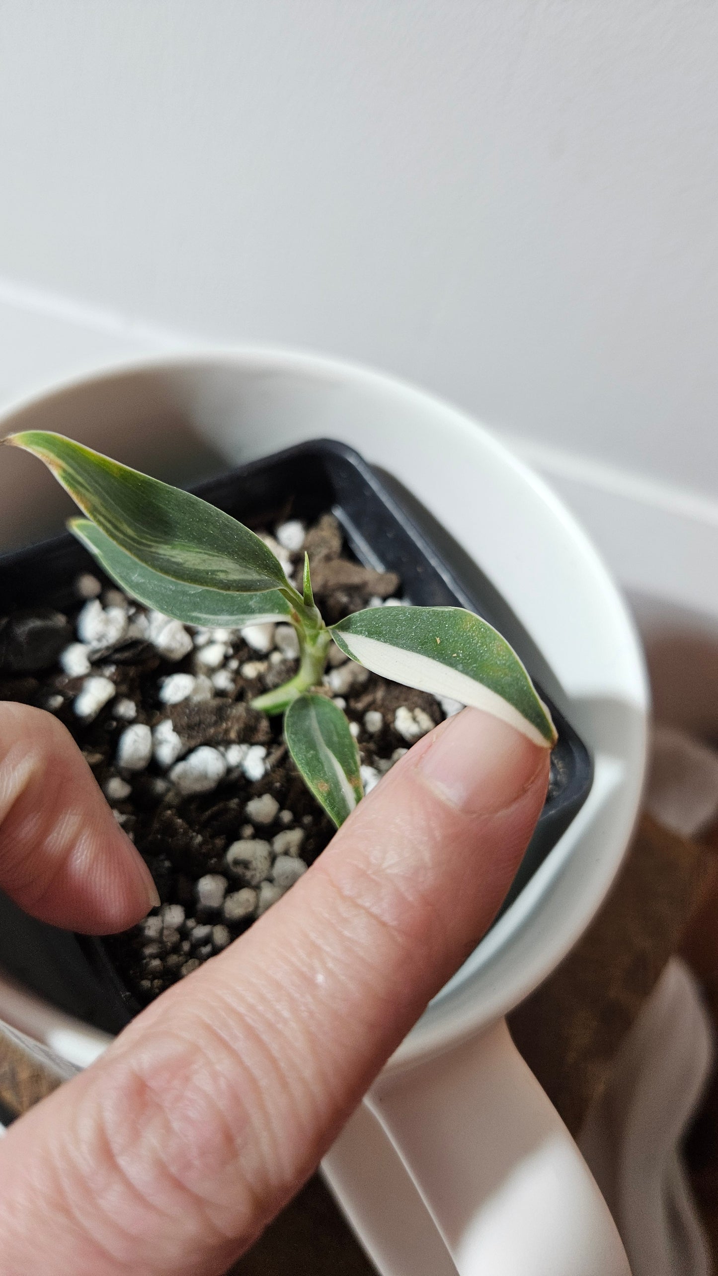 Scindapsus Hederaceus Blue Albo (SCI-1340)