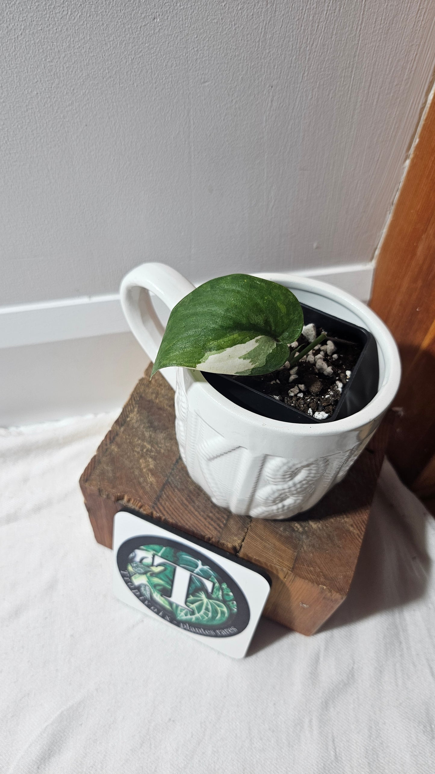 Scindapsus Silver Tattoo Variegata (SCI-1229)