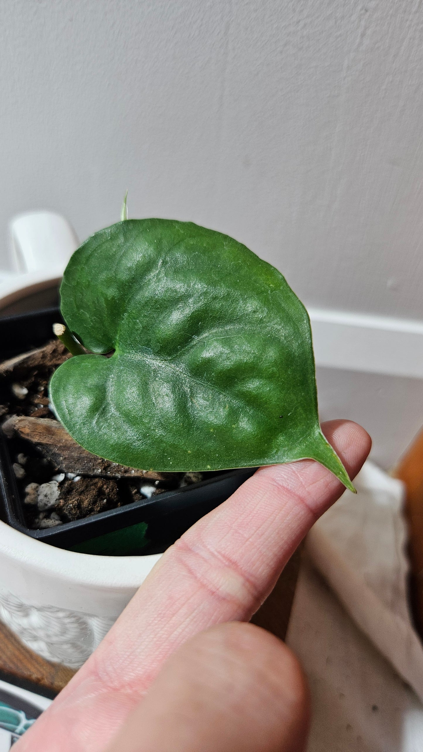Scindapsus Lucens (SCI-1259)