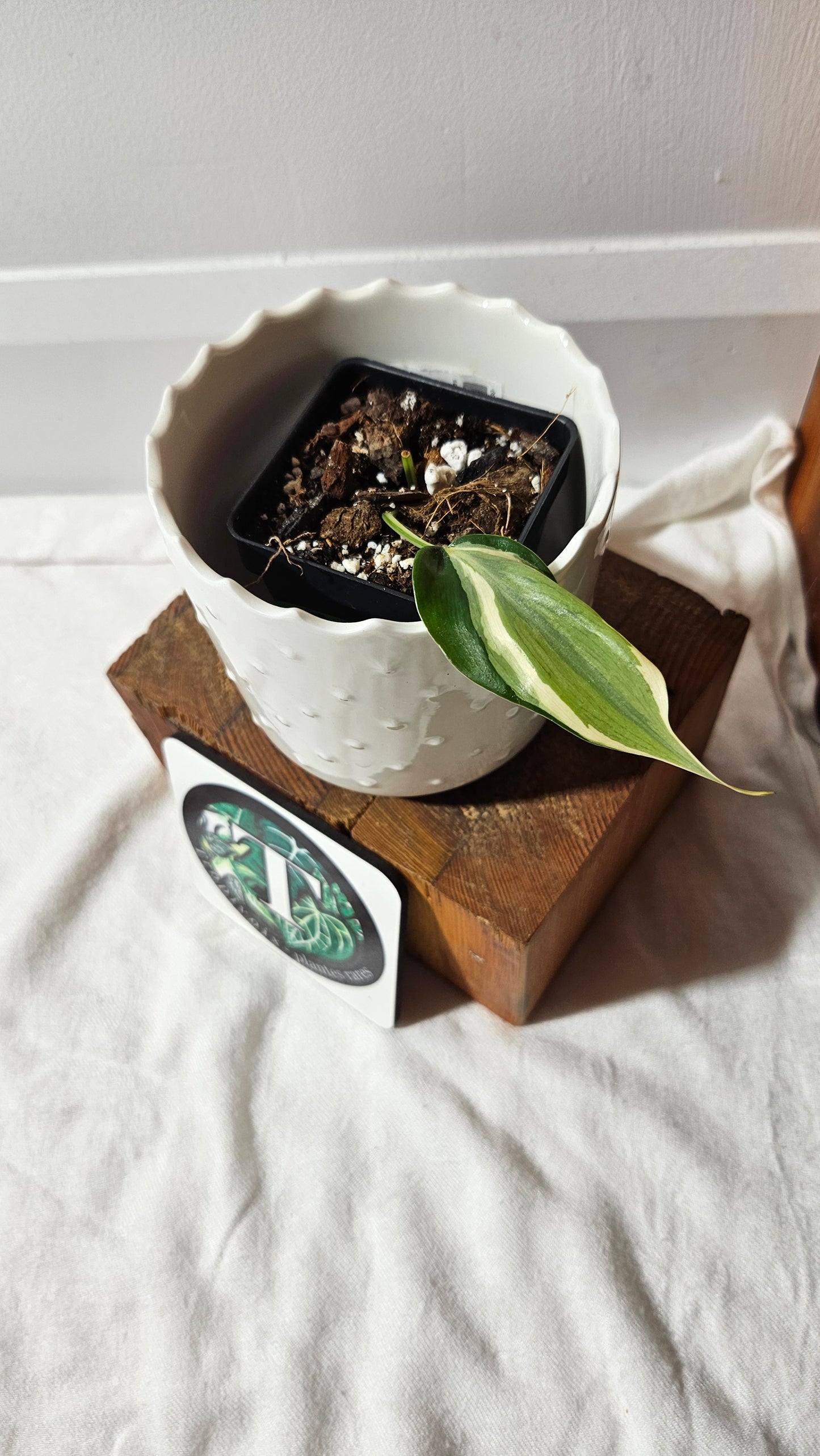 Philodendron Hederaceum Rio (PHI-804)