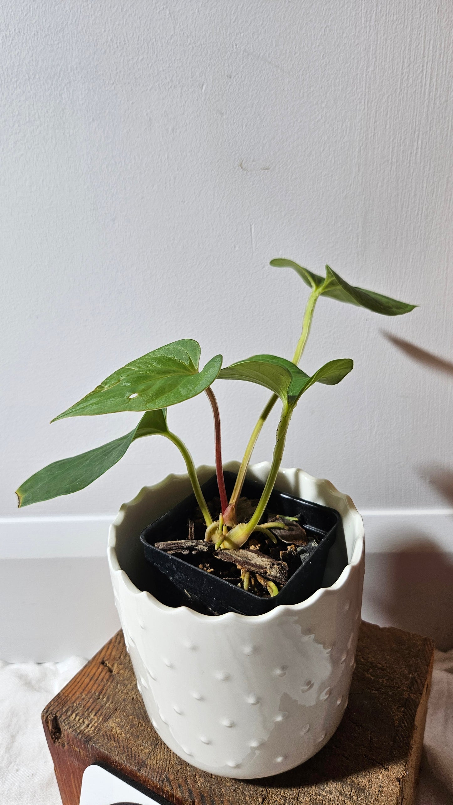 Anthurium  Tiwintza Aff Velvet "format MOYEN" (ANT-226)