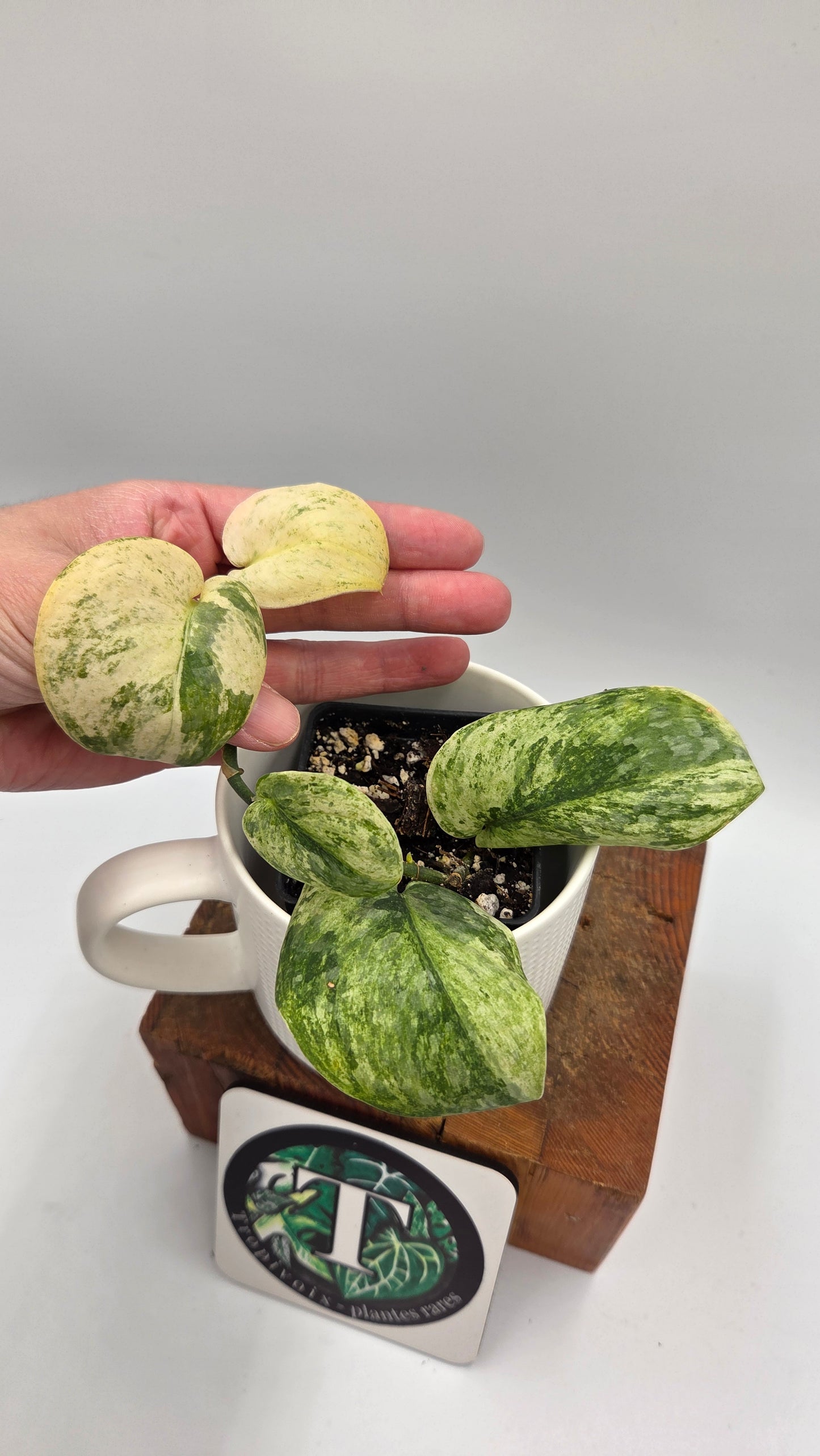 Scindapsus Black Dragon Variegata (SCI-1453)