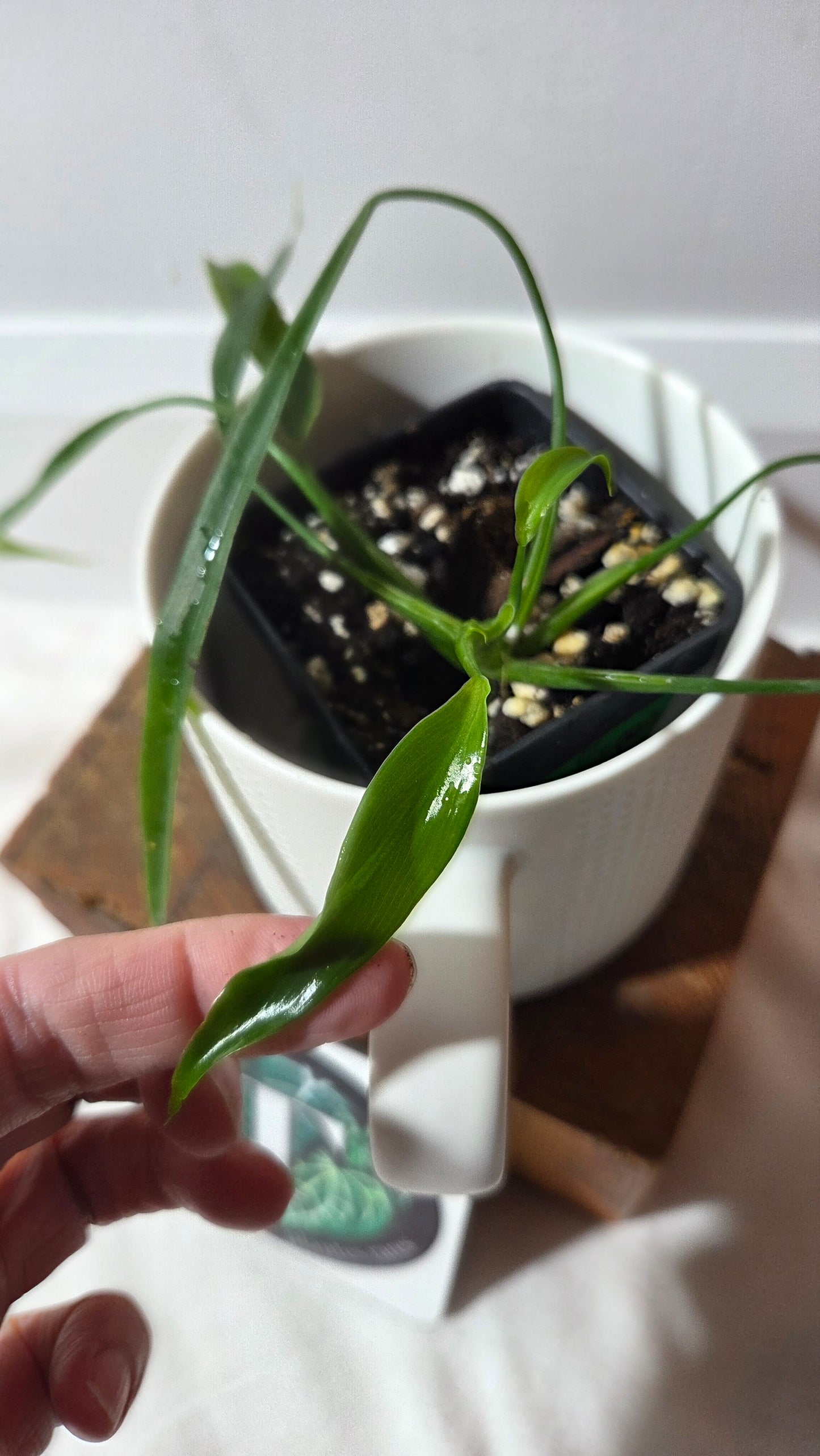 Philodendron Holtonianum Super Narrow (PHI-1018)