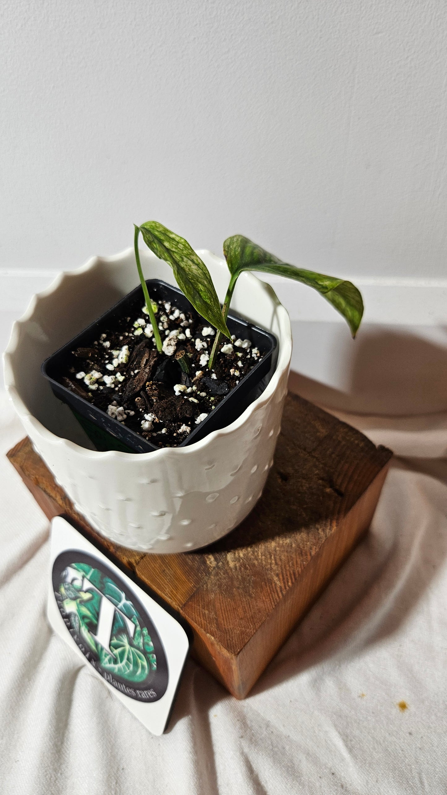 Epipremnum SP Bali Hanoman Variegata (EPI-221)
