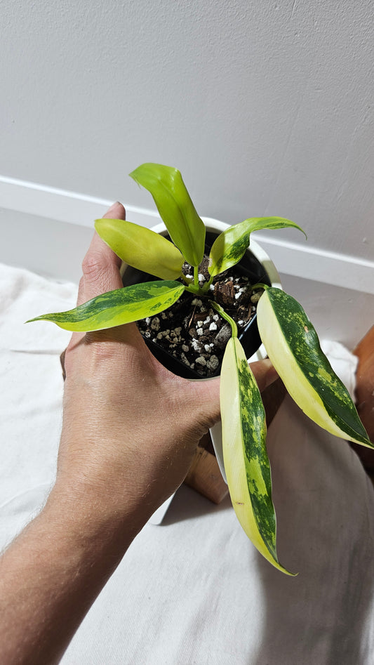 Philodendron Domesticum Variegata (PHI-911)