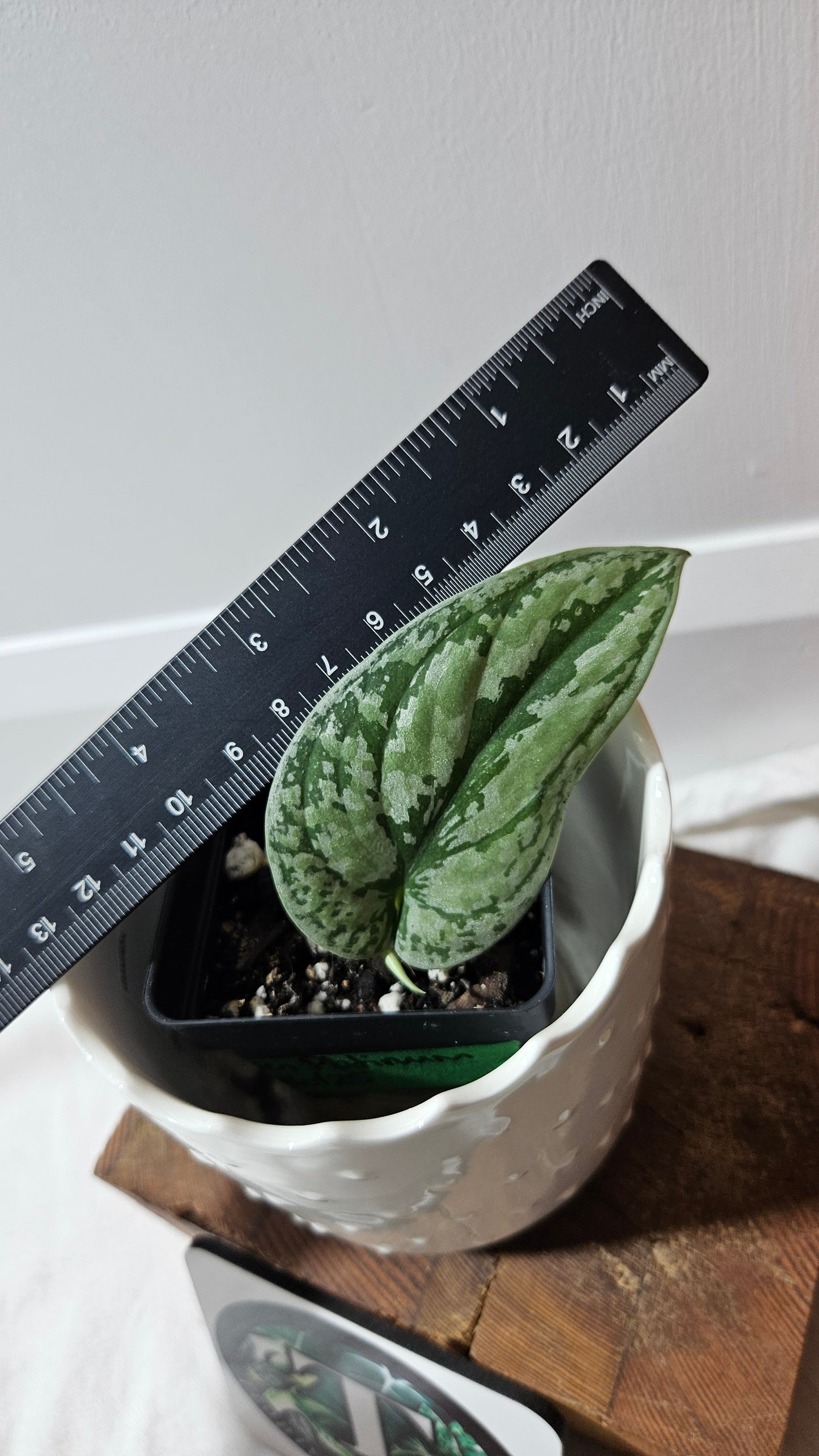 Scindapsus Tricolore silver Platinum (SCI-1318)