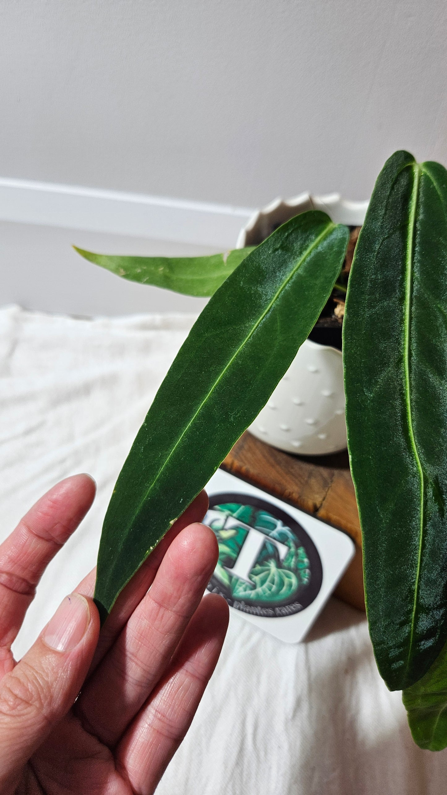 Anthurium Warocqueanum Dark "format MOYEN"(ANT-603)