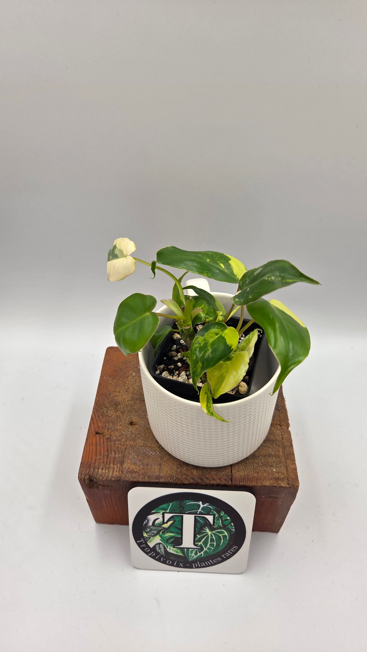 Philodendron Burlemarx Variegata (PHI-1109)