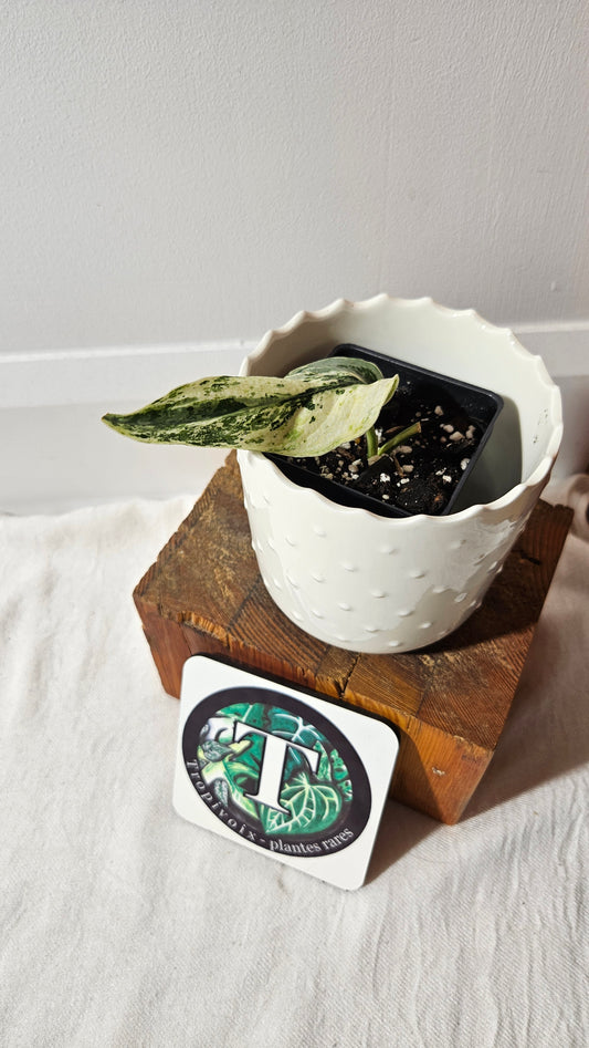 Scindapsus Black Dragon white (SCI-1006)