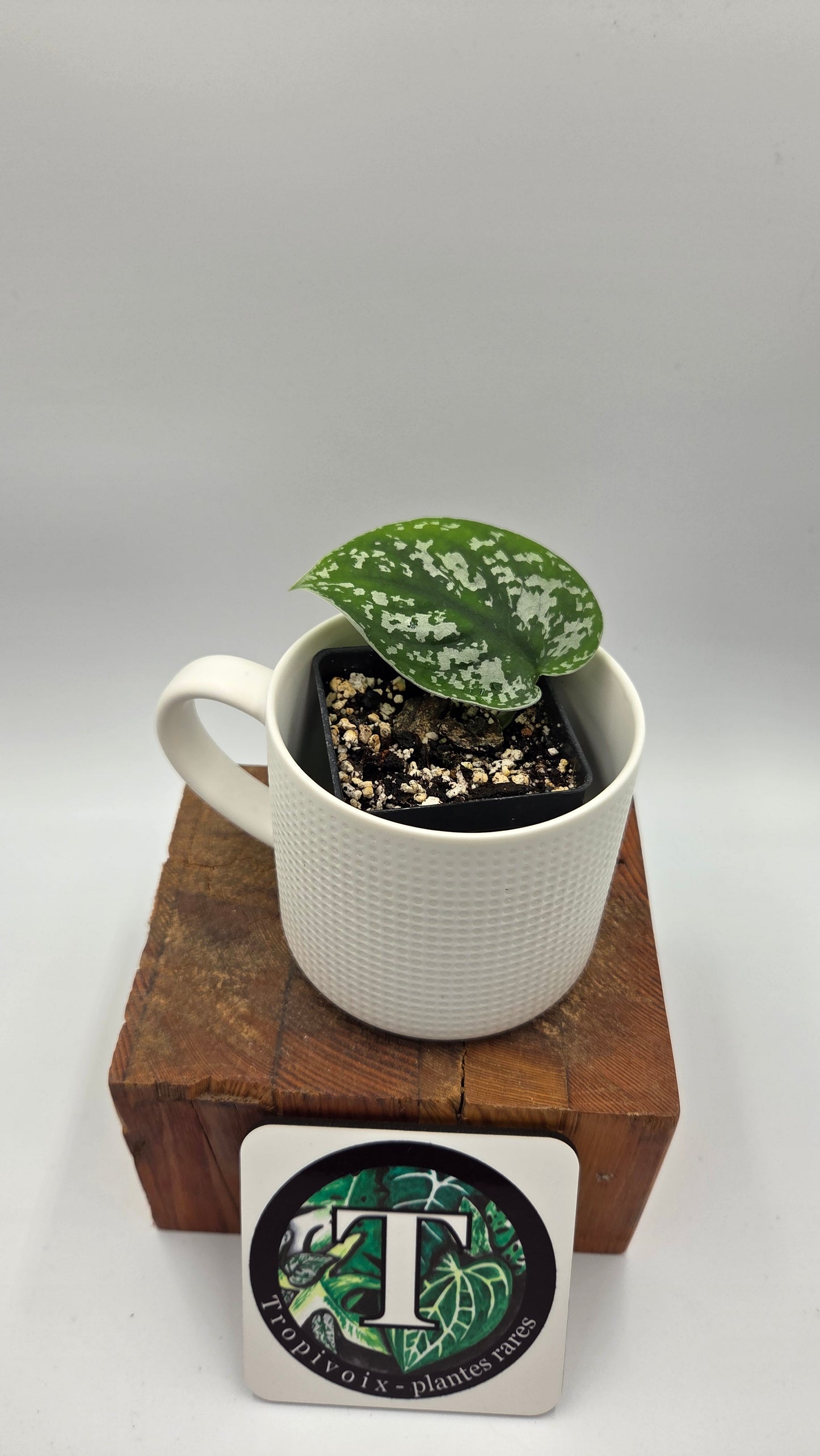 Scindapsus Silver Queen (SCI-1185)