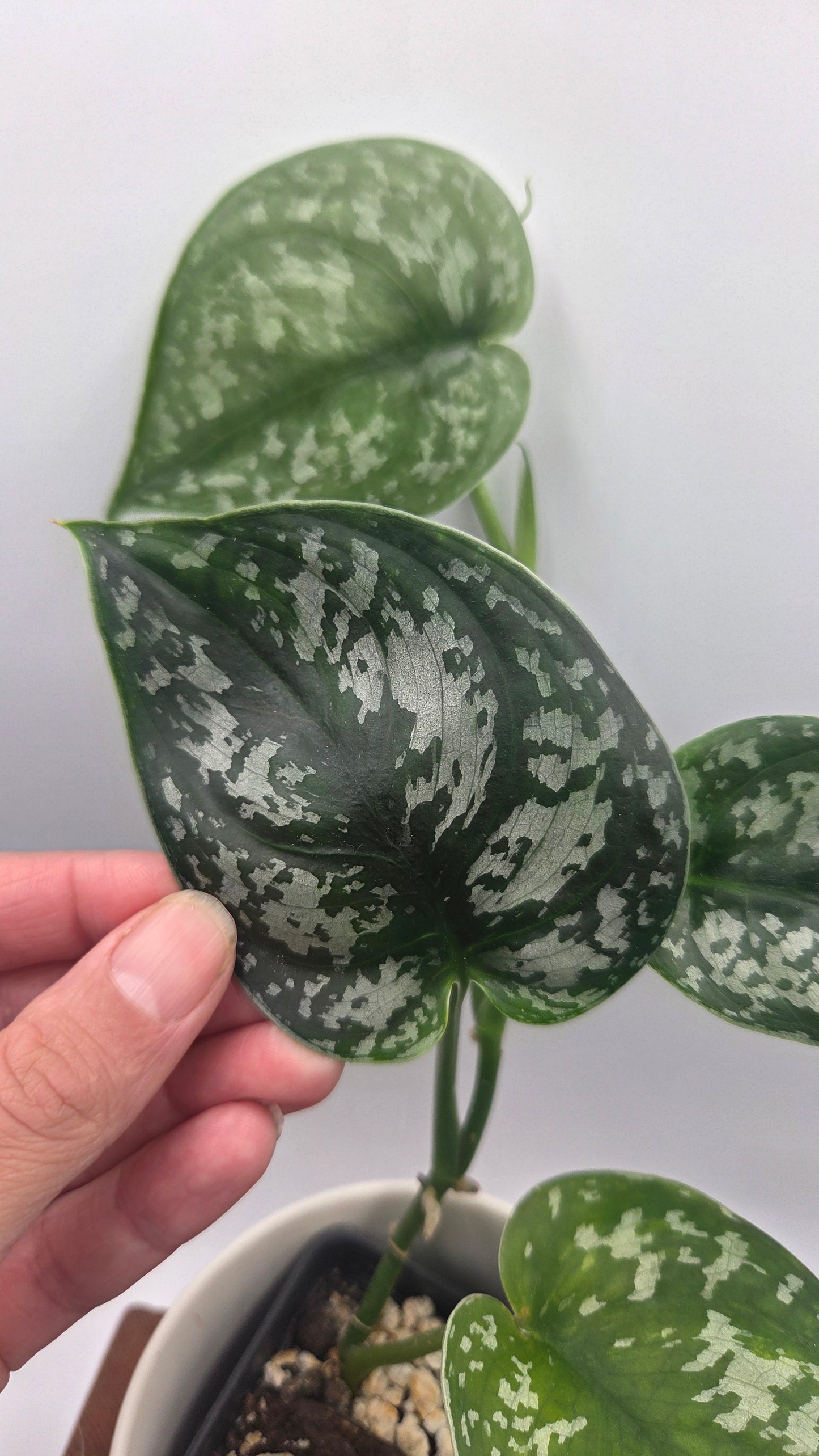 Scindapsus Exotica Batik (SCI-1466)