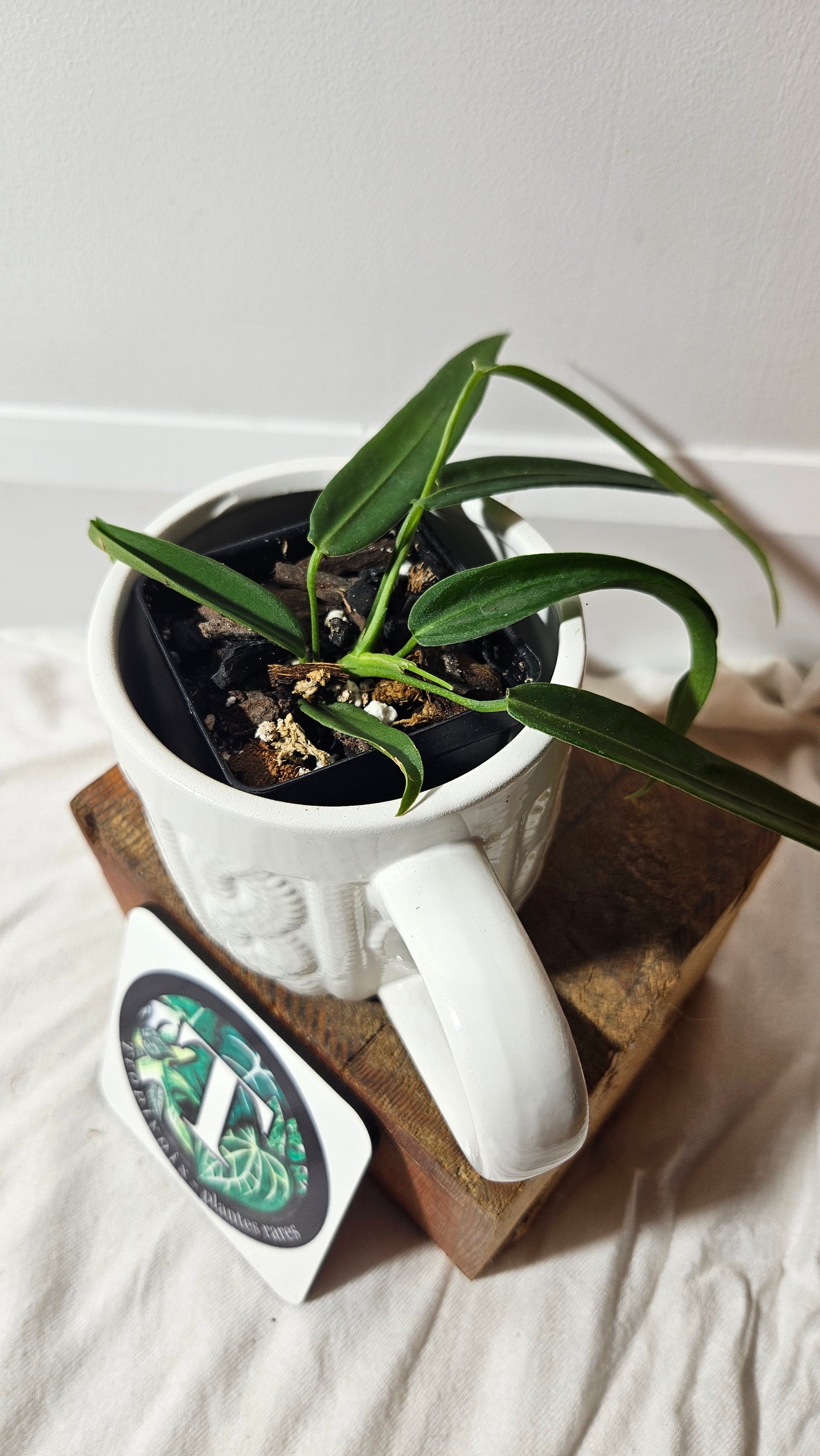 Anthurium Pallidiflorum "format MOYEN"(ANT-194)